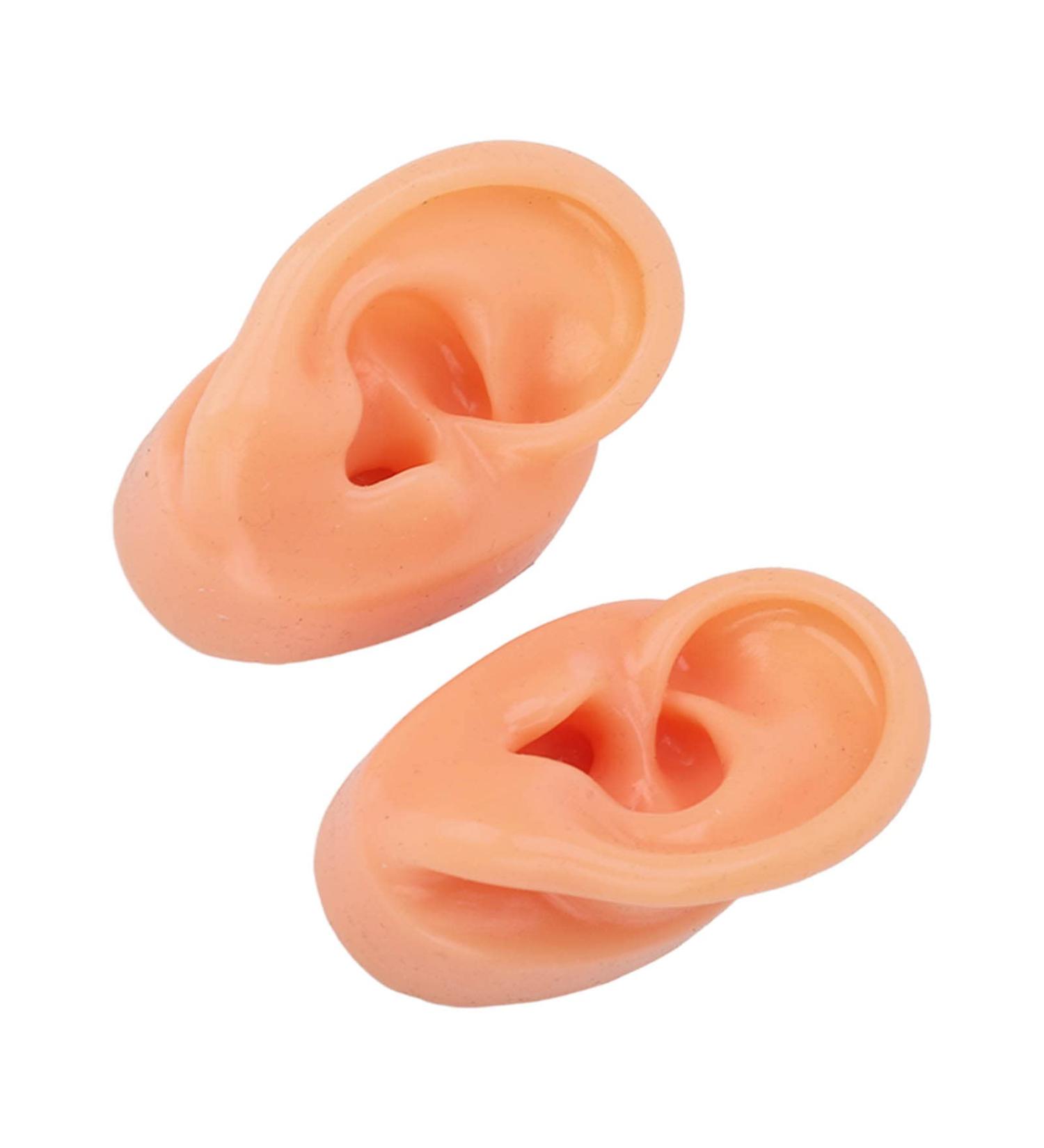 Simulated Long Lasting Ear Display Model for Hospitals - Supplier's Essential - Buy Online on GoSupps.com