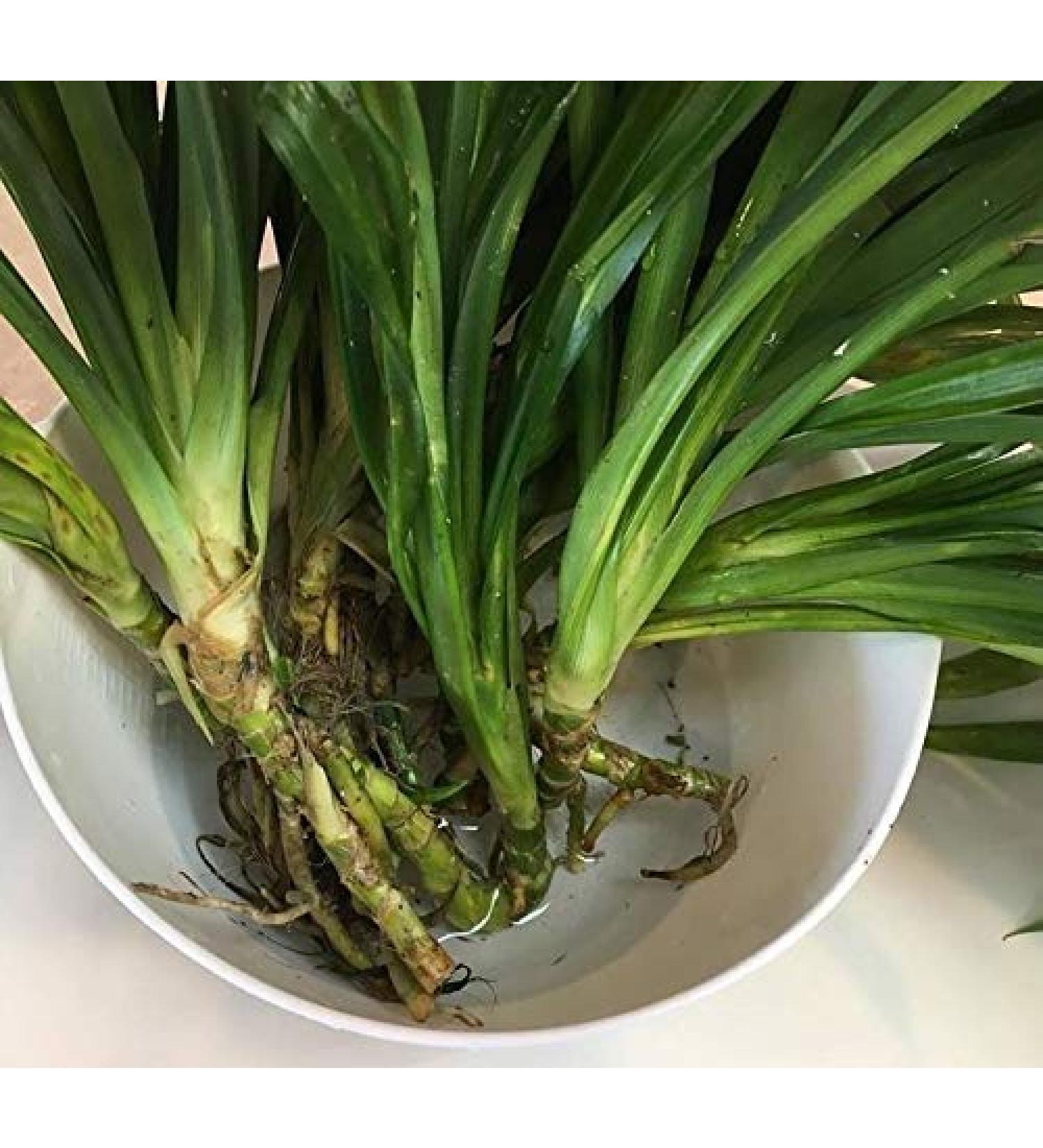 1 Vivono Super Grande Pandan fragranti Foglie Pandanus Diretta Delle Piante