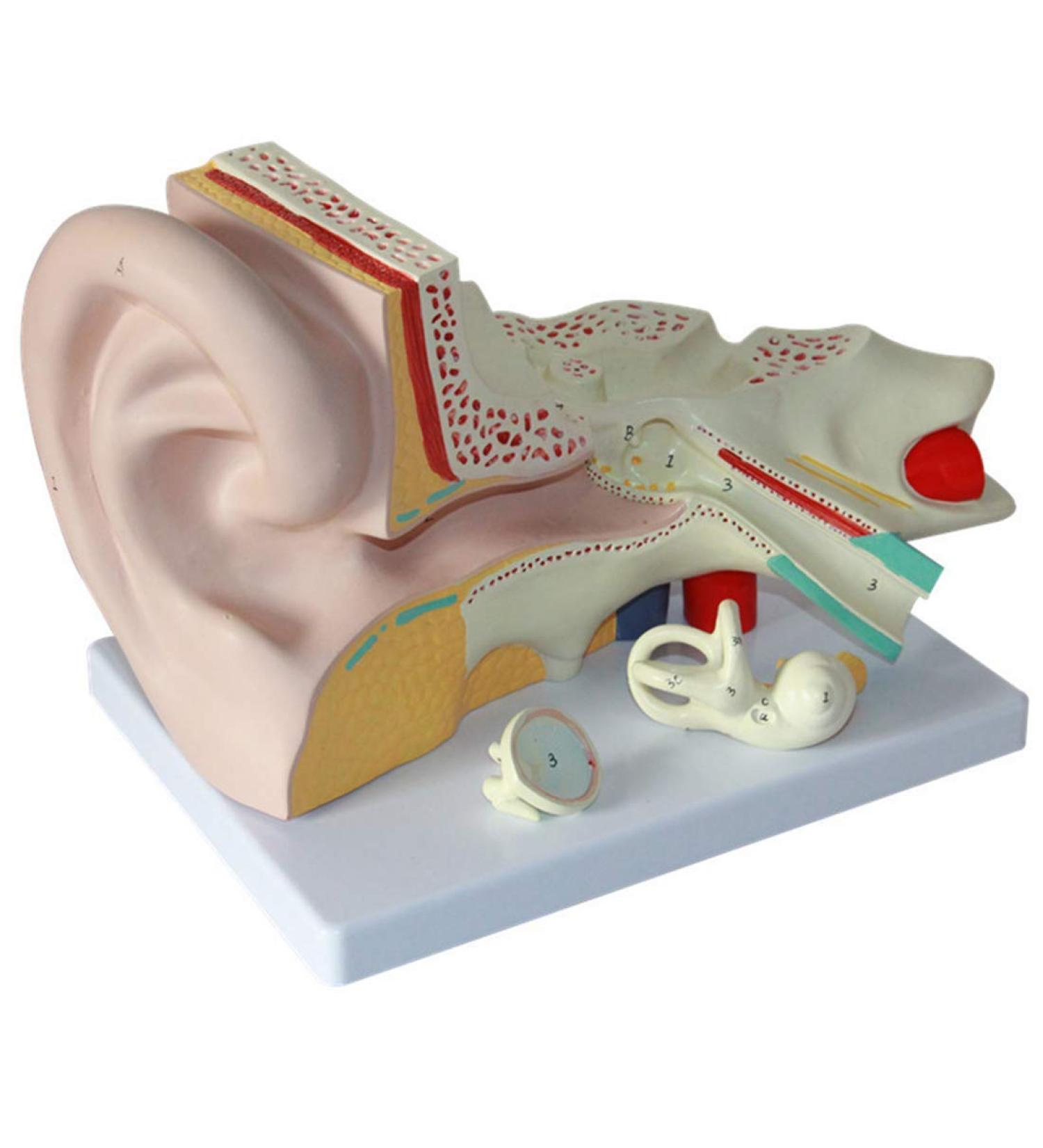 4X Enlarged Ear Anatomical Model 3-Piece Detachable Human Ear Model Teaching Ear Simulation Model Shows External Middle and Heart Ear - Buy Online on GoSupps.com