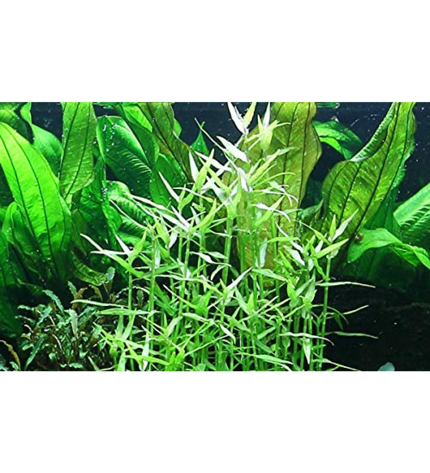 Tropica Murdannia keisak Bamboo No.135 - Premium Aquatic Plants for Your Aquarium - Fast International Shipping - Buy Online on GoSupps.com