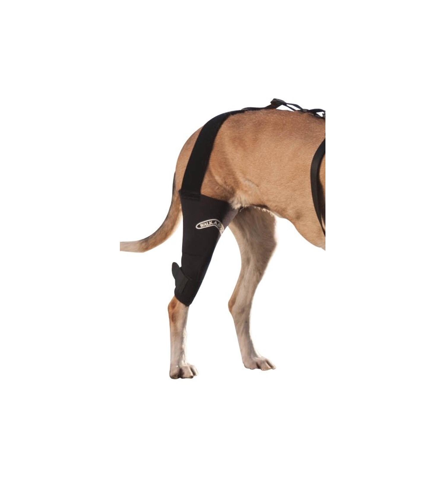 Walkabout canine knee brace (Medium Left) - Buy Online on GoSupps.com