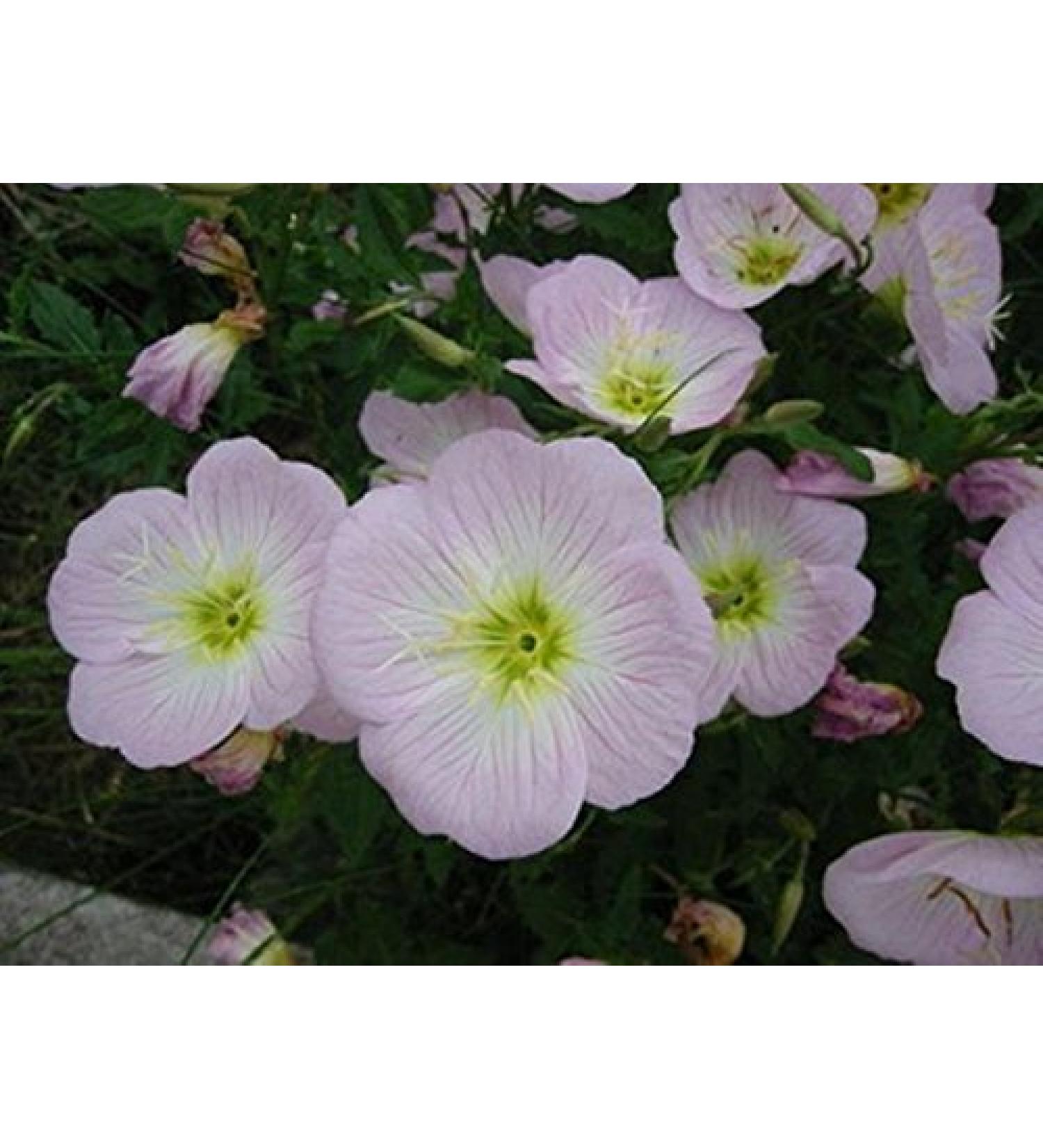 2g100 semi di pink evening primrose