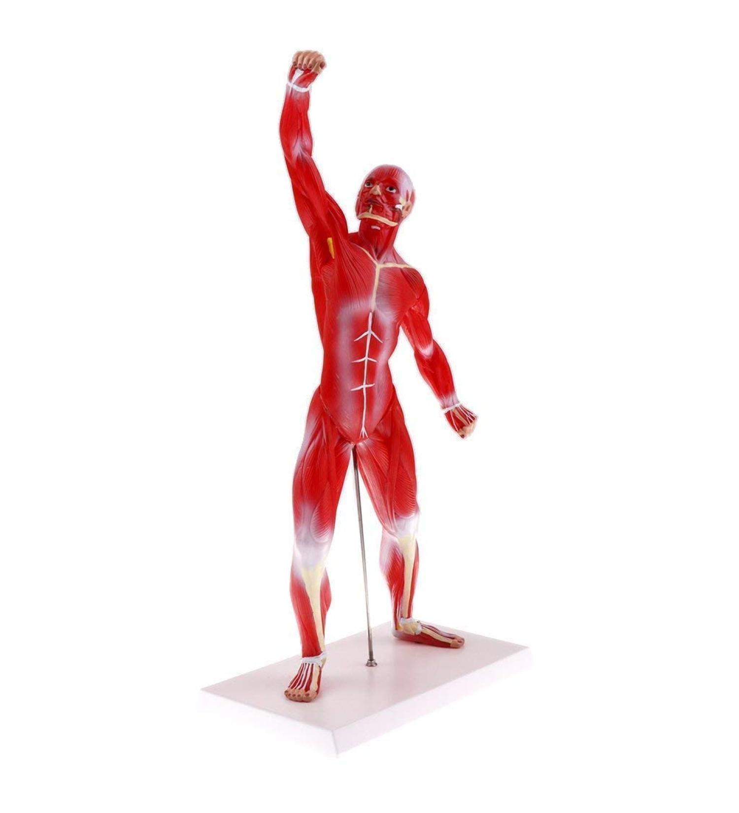 Educational Model 50Cm Human Torso Superficial Muscle Model Vision Human Muscle Anatomy Model for Learning Resources Medical Models - Buy Online on GoSupps.com