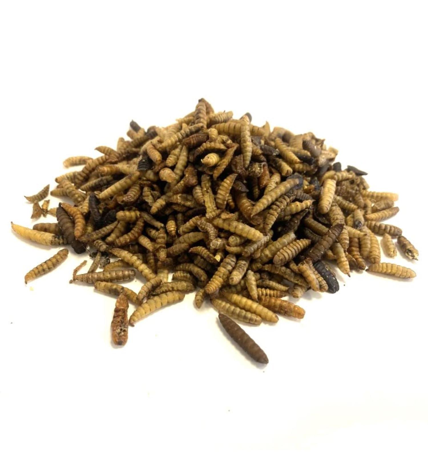 Dried Calciworms 2kg Premium Wild Bird & Hedgehog Food Insect 2 kg (Pack of 1) - Buy Online on GoSupps.com