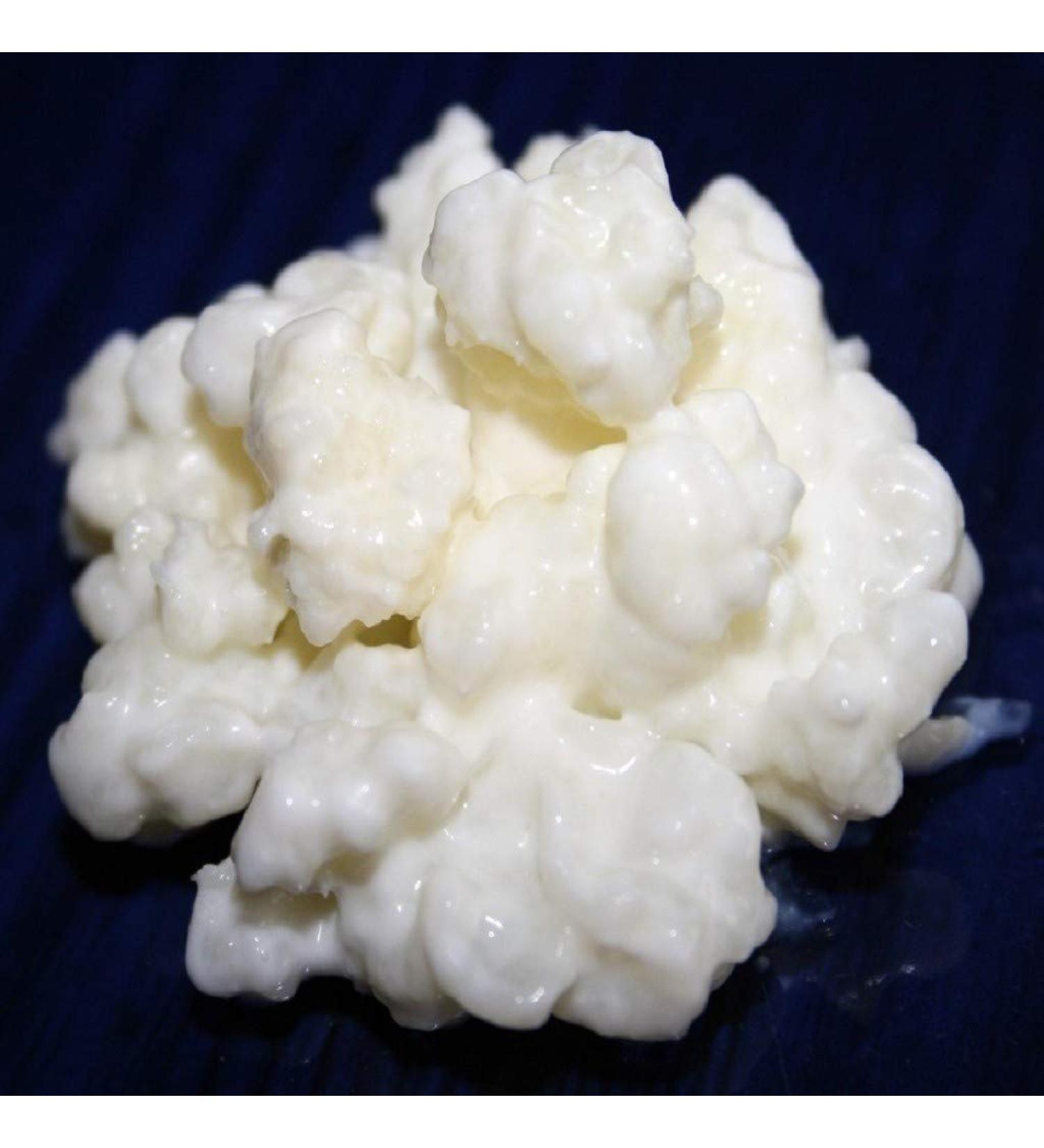 Kefiralia 40g Milch Kefir Pilze | Anleitungen Rezepte & Tipps f r perfekten Kefir in Deutschland - Buy Online on GoSupps.com