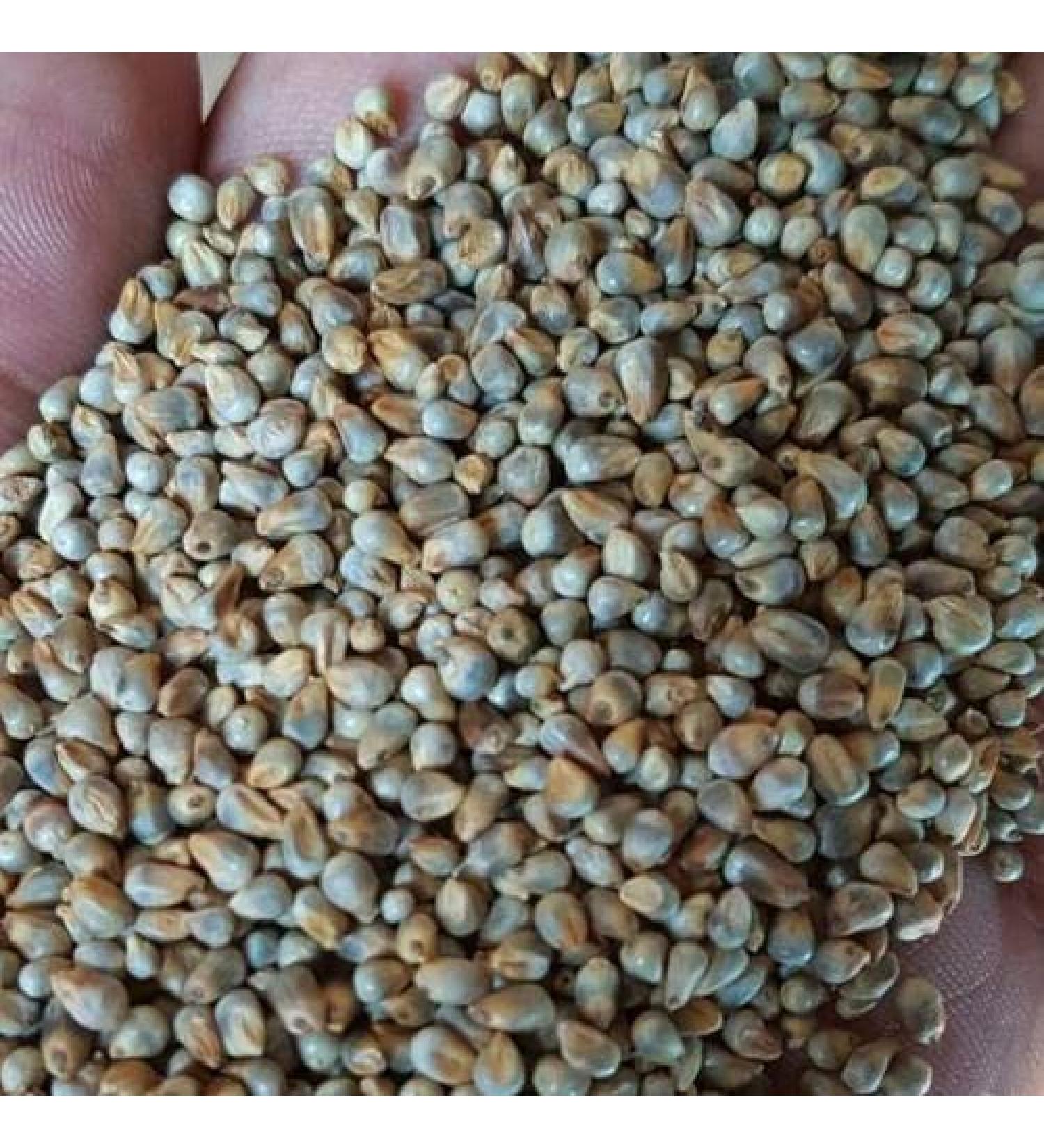 Pearl Millet Bajra 2 lb Pennisetum glaucum bulrush cattail spiked millet dukhn mil chandelles petit mil mhunga mahango - Buy Online on GoSupps.com