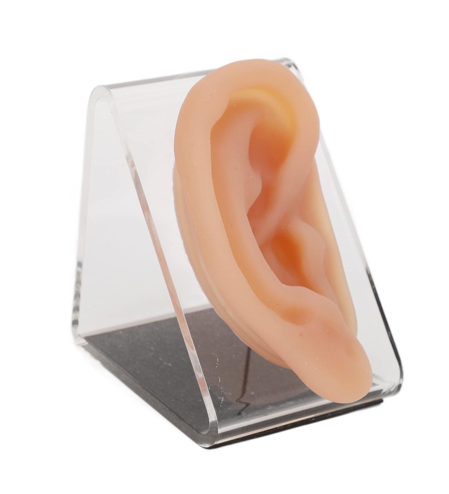Silicone Human Ear Model with Display Stand - Acupuncture & Piercing Practice Tool - Buy Online on GoSupps.com