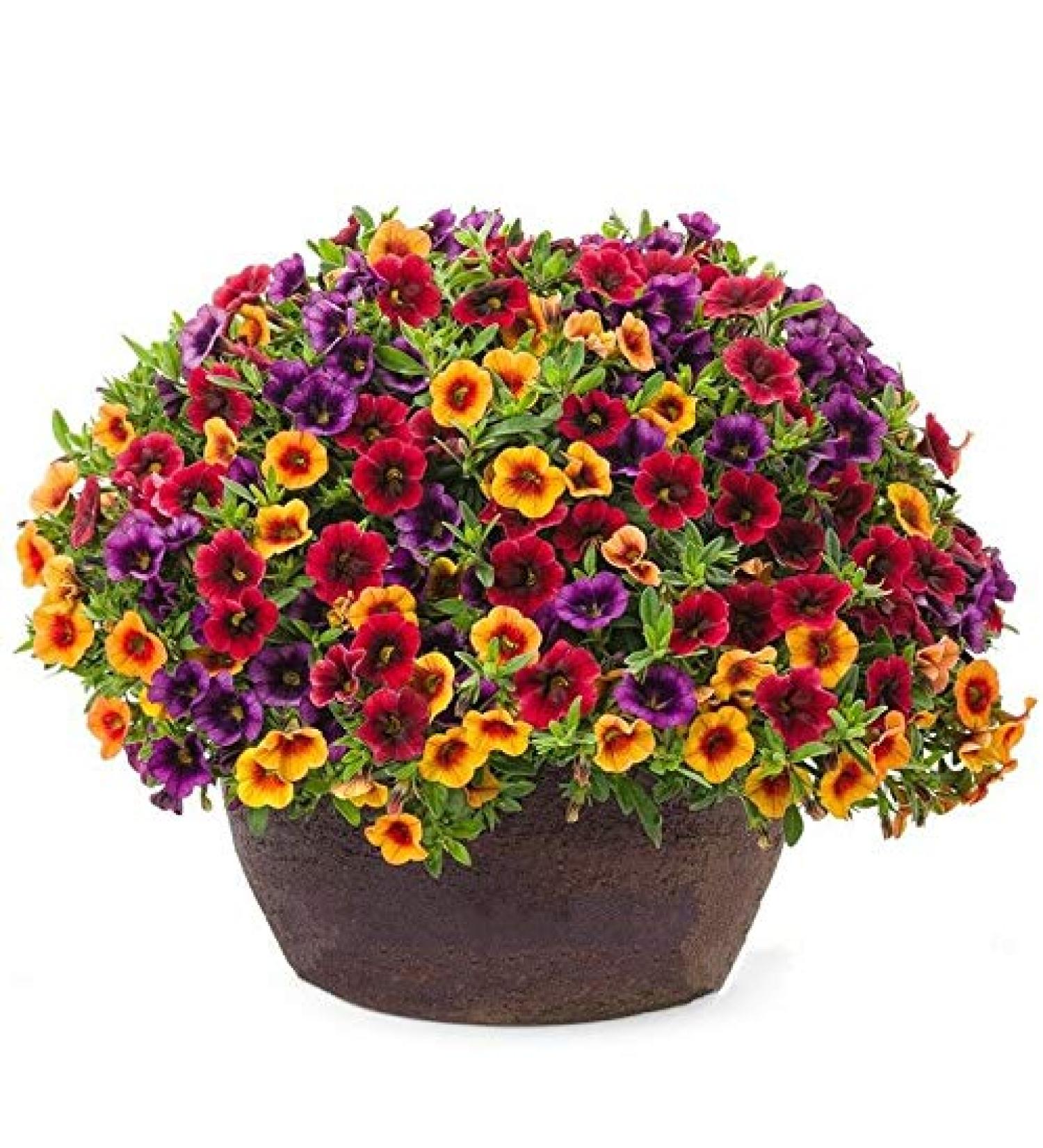 Portal Cool Acquista 3 ricevi 2 Gratis Calibrachoa Mix 100 pc Semi Garden Volano