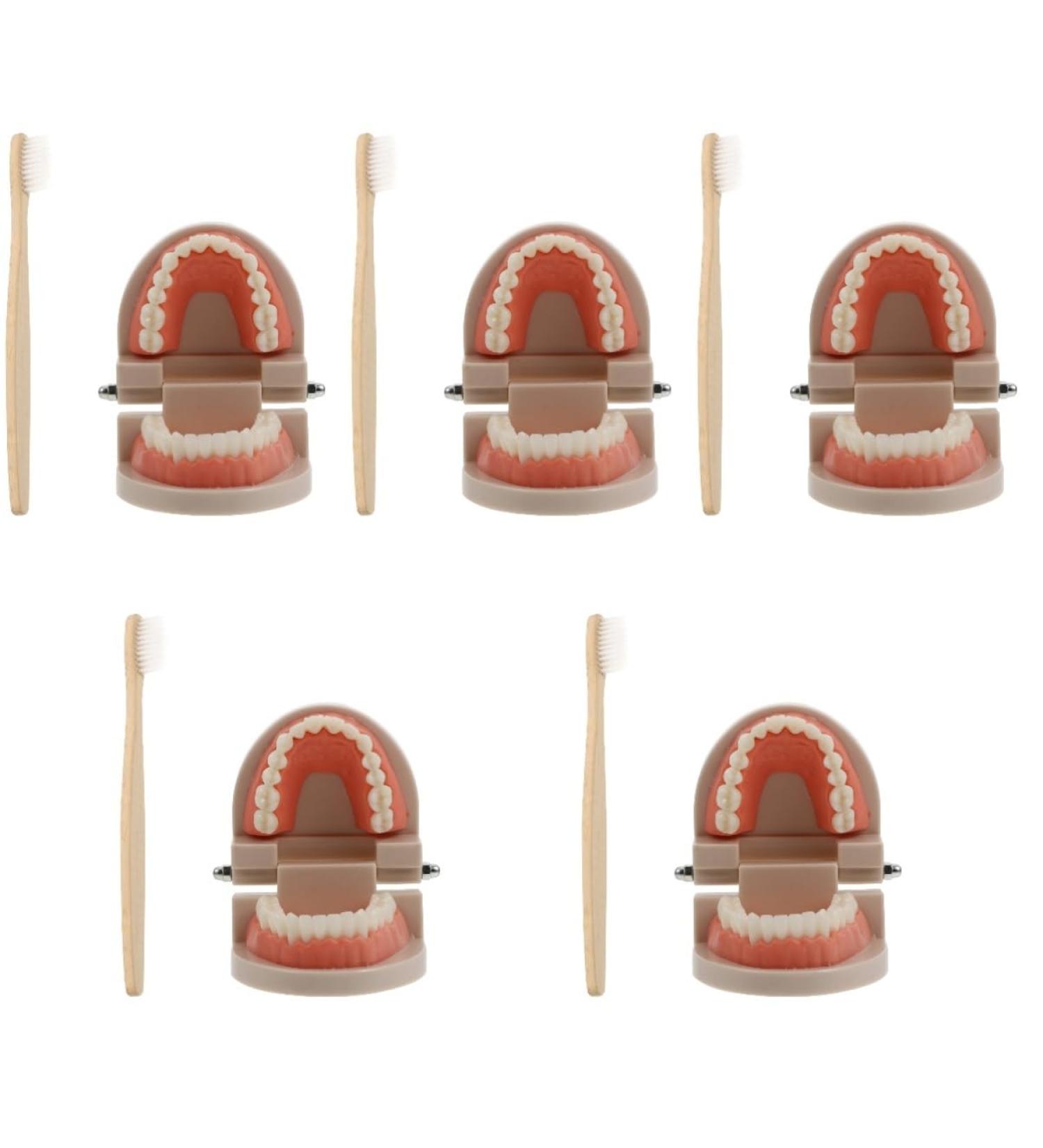 Mobestech Typodont Model - Oral Training Tooth Model for Students | Removable Teaching Tool | Melamine Resin Dental Practice - Buy Online on GoSupps.com