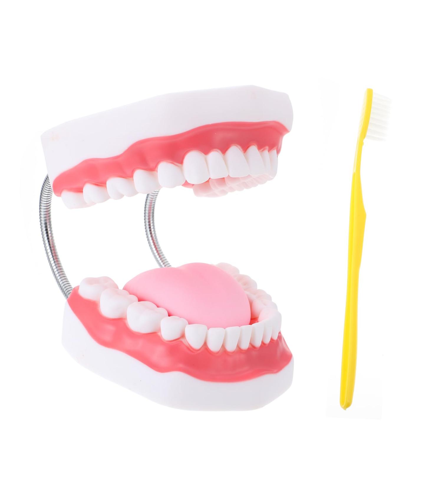 Ultechnovo 3D Tooth Model for Adult Education | Dental Teaching Model & Typodont for Dentists - International Shipping Available - Buy Online on GoSupps.com