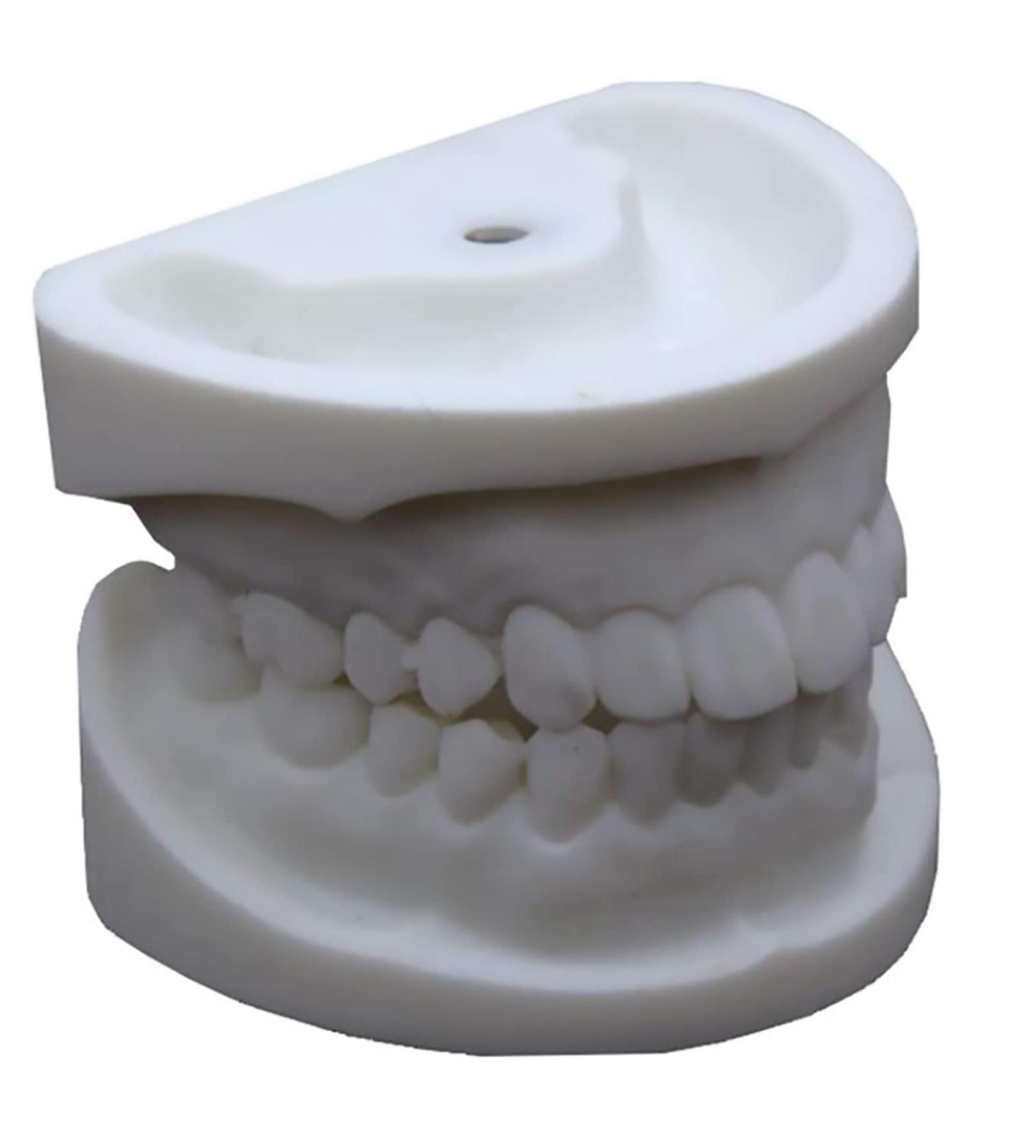 Standard Teeth Model for Dental Practice - Detachable Oral Soft Gum Tooth Extraction Tool | Best Teaching Aid for Dentistry - Buy Online on GoSupps.com