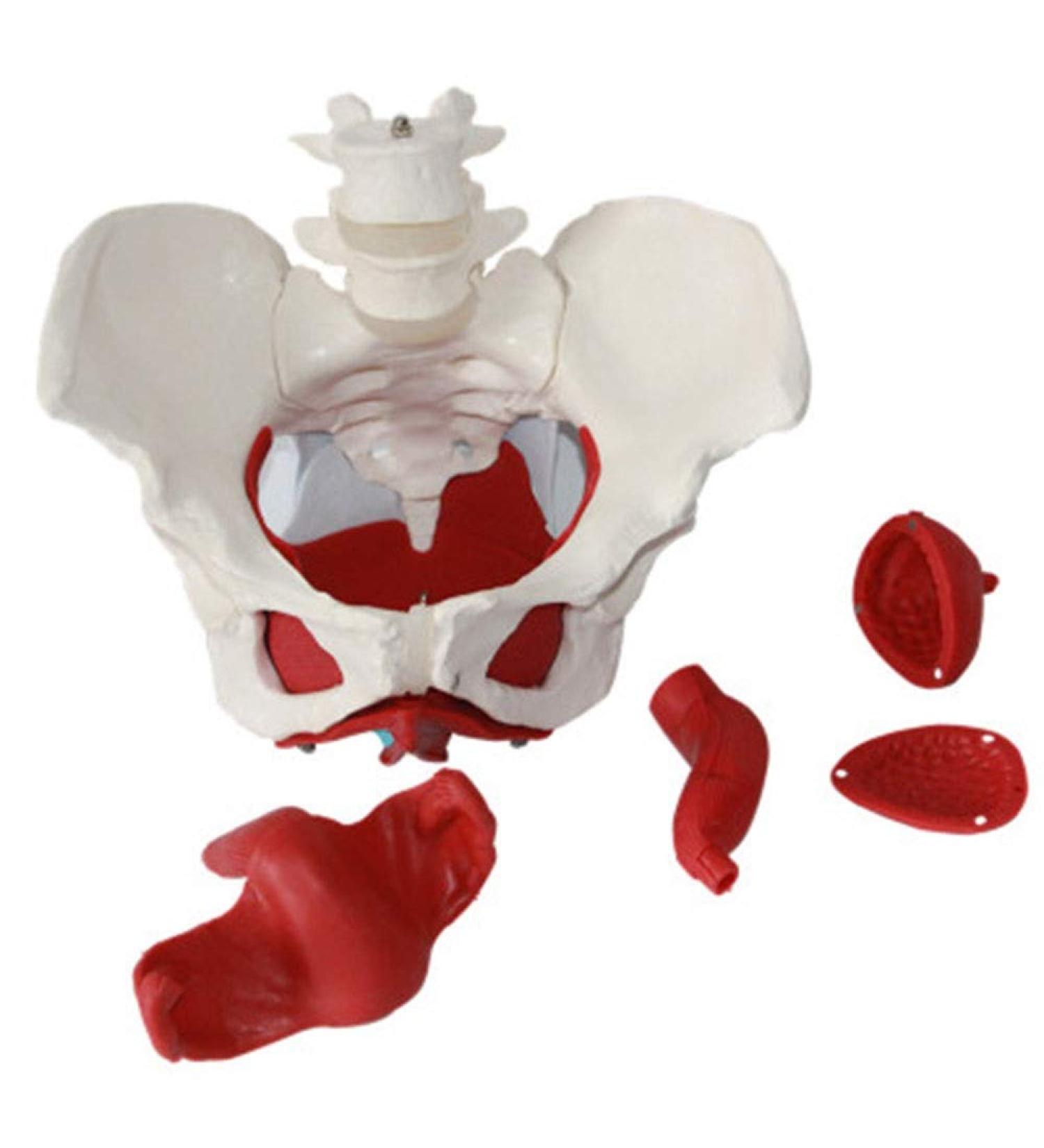 Uterine Model Pelvis with Pelvic Floor Muscle Model Female Pelvis Model - Buy Online on GoSupps.com
