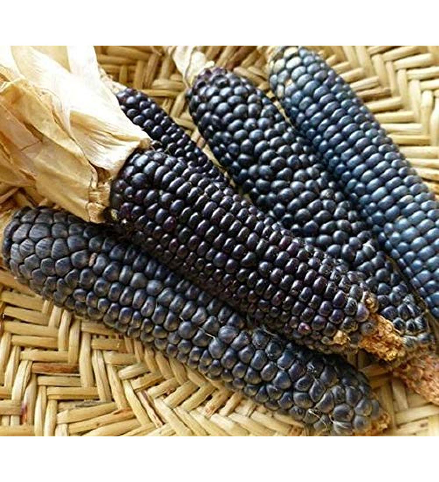 Germinazione dei semi: 50 - Semi: Rio Grande Blu Corn Semi - iet di mais blu dal Rio Grande Pueblos