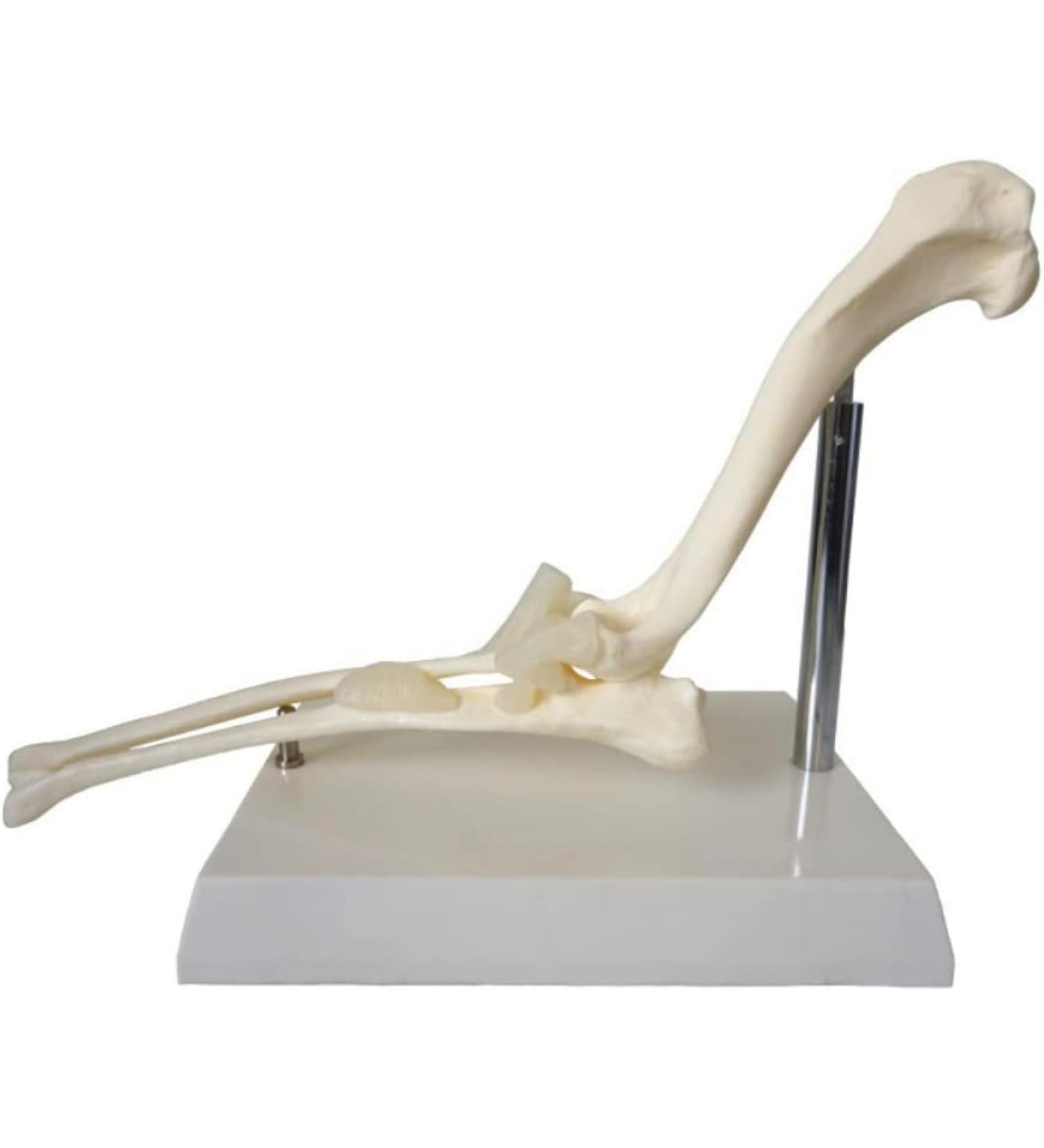 Dog Canine Elbow Joint Model Educational Model Dog Elbow Joint Model Dog Elbow Joint for Veterinary Study Teaching - Buy Online on GoSupps.com