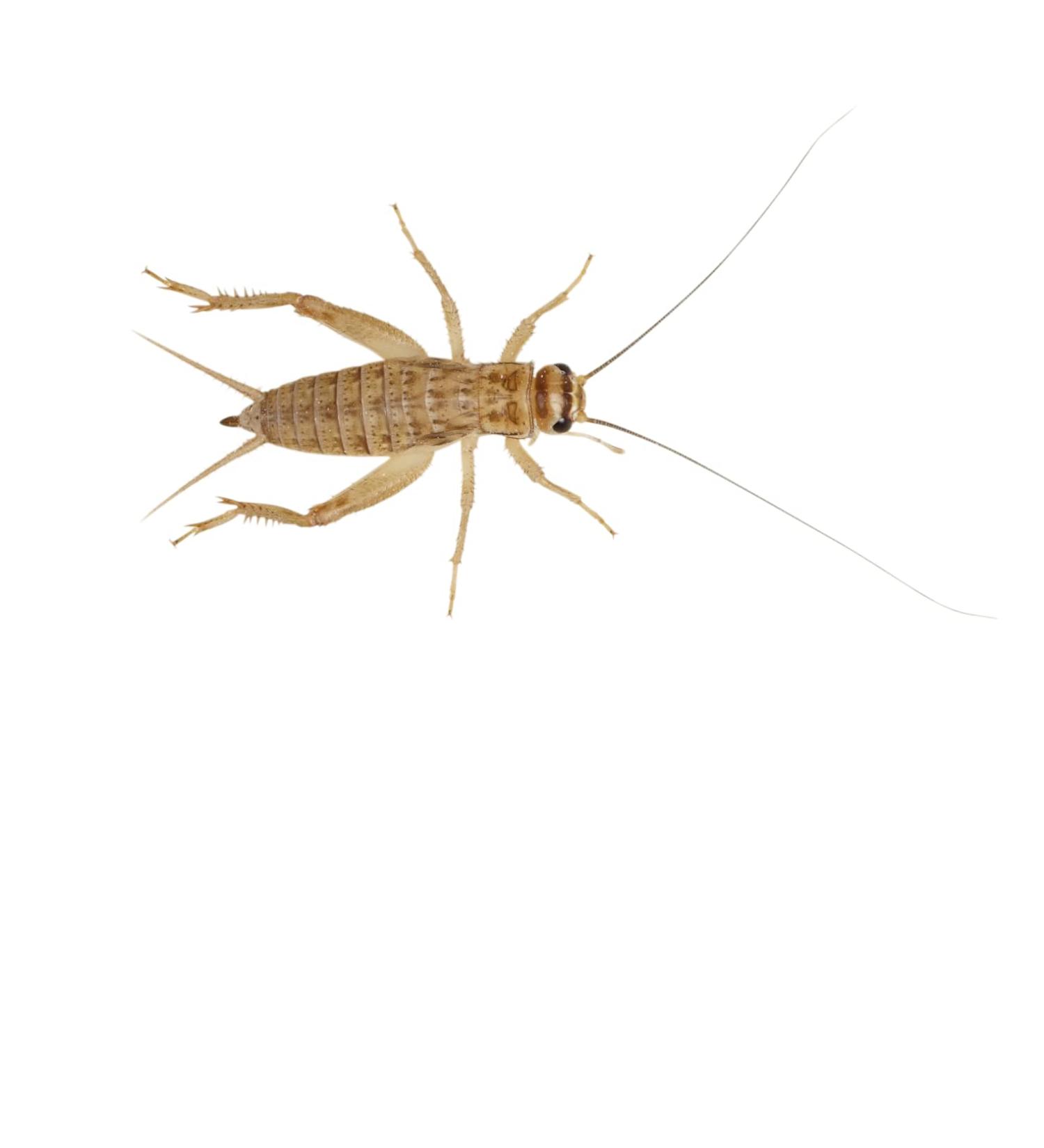 Livefoods4u Medium House Brown Crickets Live Food (8-12mm) - Perfect for Reptiles and Lizards - Sustainably bred (Pre Pack Approx 125) - Buy Online on GoSupps.com