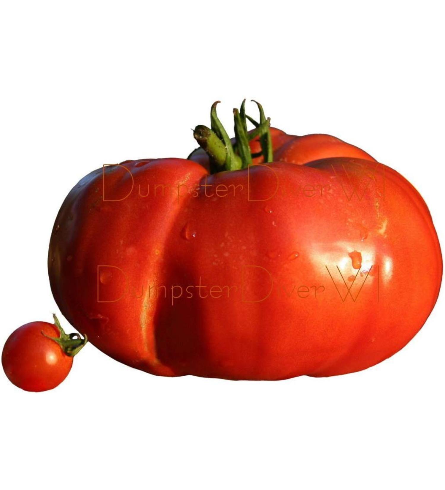 Organic Beefsteak TOMATO 40 + seeds extreamely LARGE NON GMO Heirloom