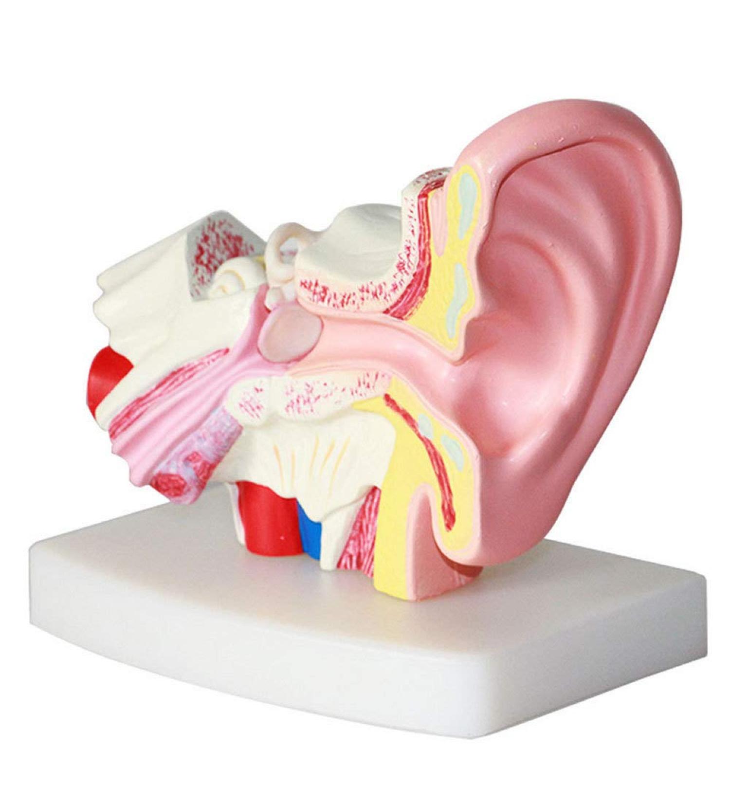 Ear Model Human Ear Anatomy Model 1.5X Magnification Model Suitable for Medical - Buy Online on GoSupps.com