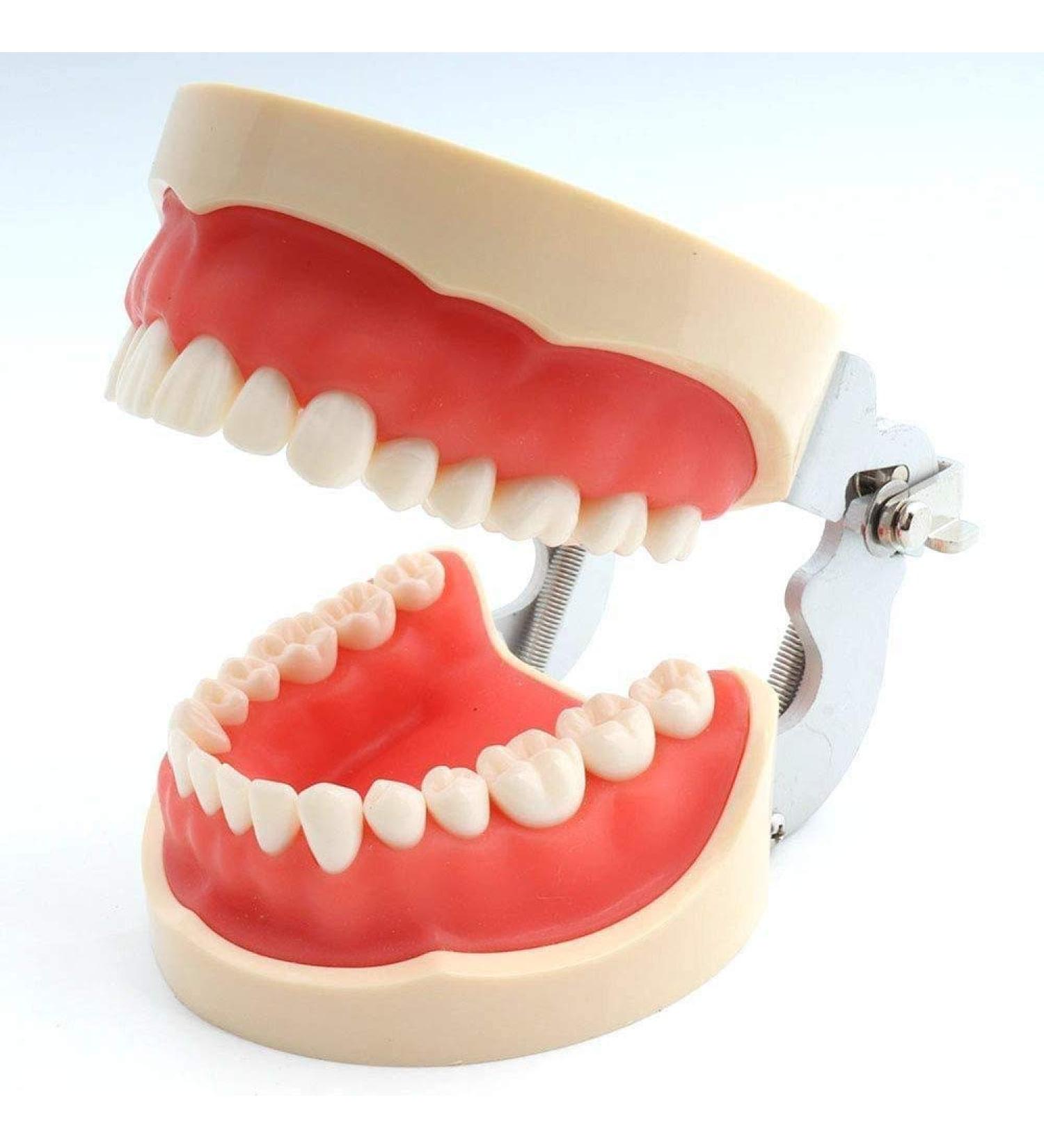 LBYLYH Teeth Model for Dental Education | Adult Dental Demonstration System for Healthy Gums & Periodontal Care | International Shipping Available - Buy Online on GoSupps.com