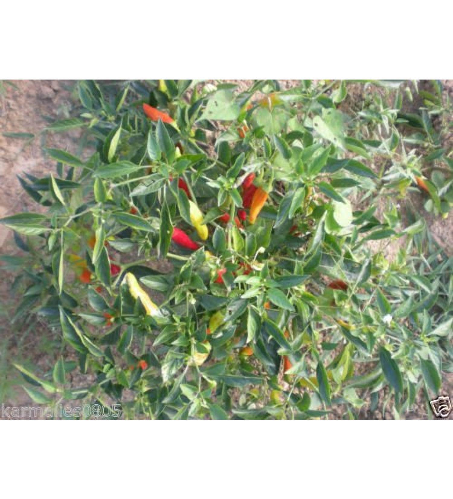 (10+) Semi Golden Greek Pepperoncini Pepper