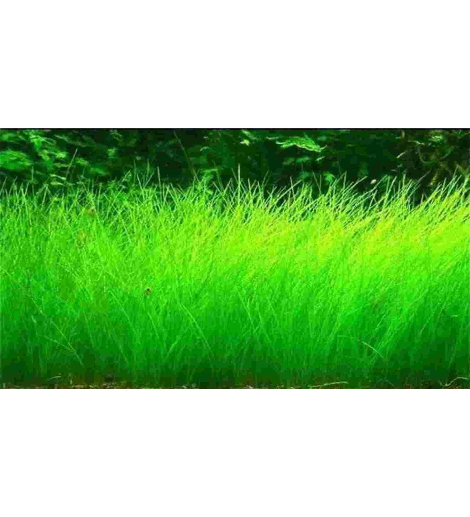 10G Small Hairy Grass Aquarium Aquatic Seeds Garden Water Grass Plant Fish Tank Landscaping Easy Grow - Buy Online on GoSupps.com