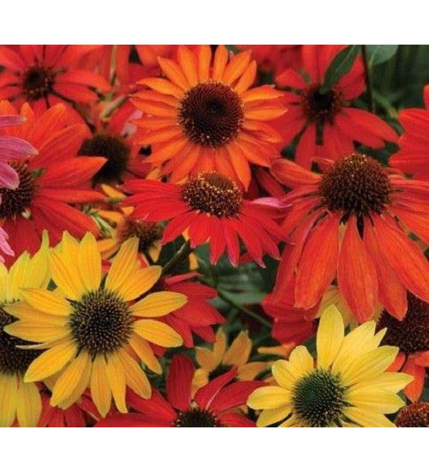 Portal Cool Hardy Perennial Echinacea Cheyenne Spirit Mixed Coneflower Seeds Cut Flowers