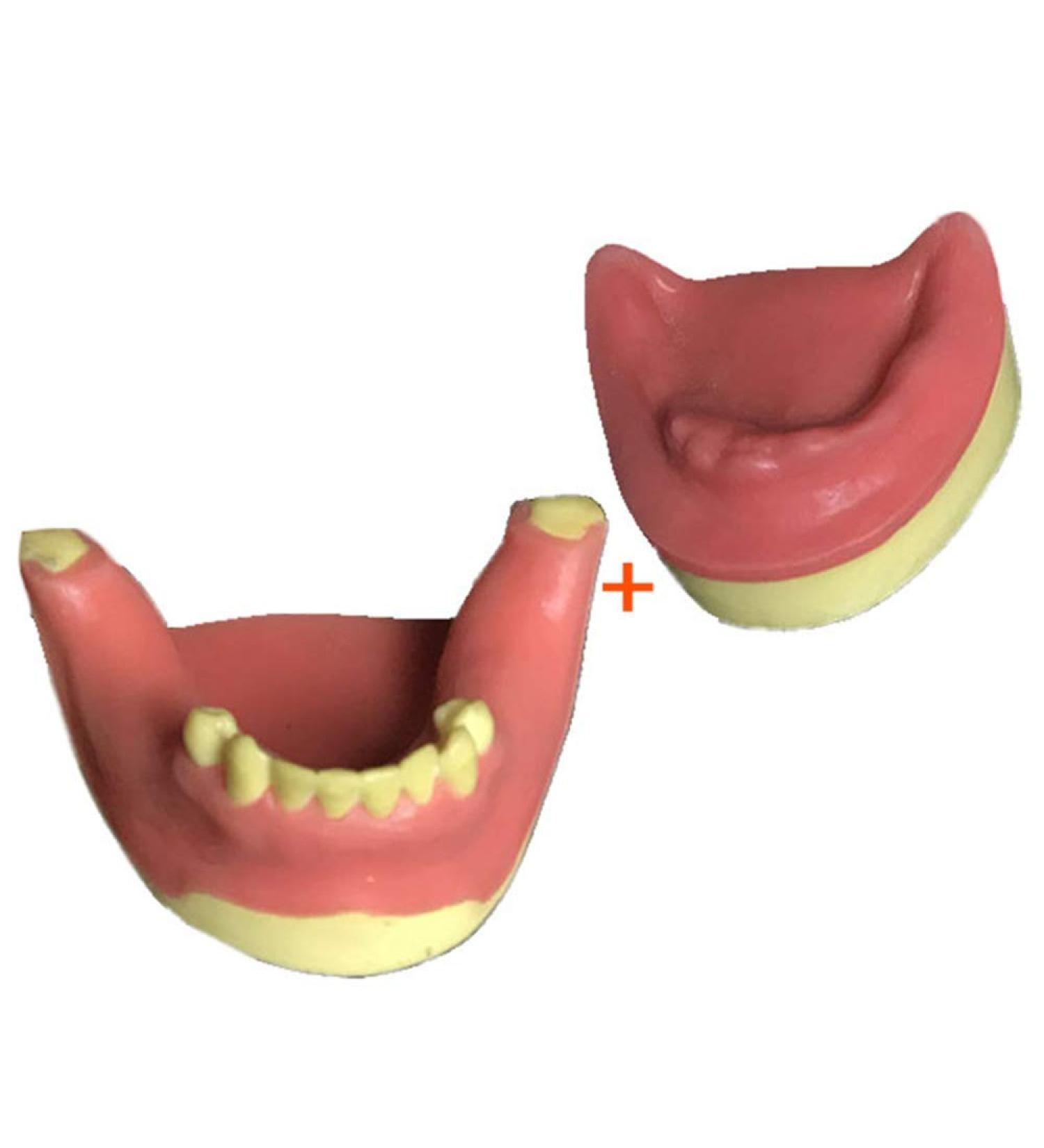 Buy Dytah Dental Jaw Teeth Demonstration Model - Lavish Gum Typodont for Teaching & Study (2 PCs) | International Shipping Available - Buy Online on GoSupps.com