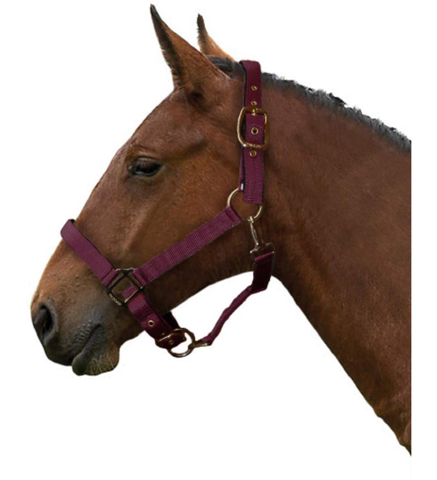 Gallop Adjustable Padded Headcollar Cob Size Burgundy