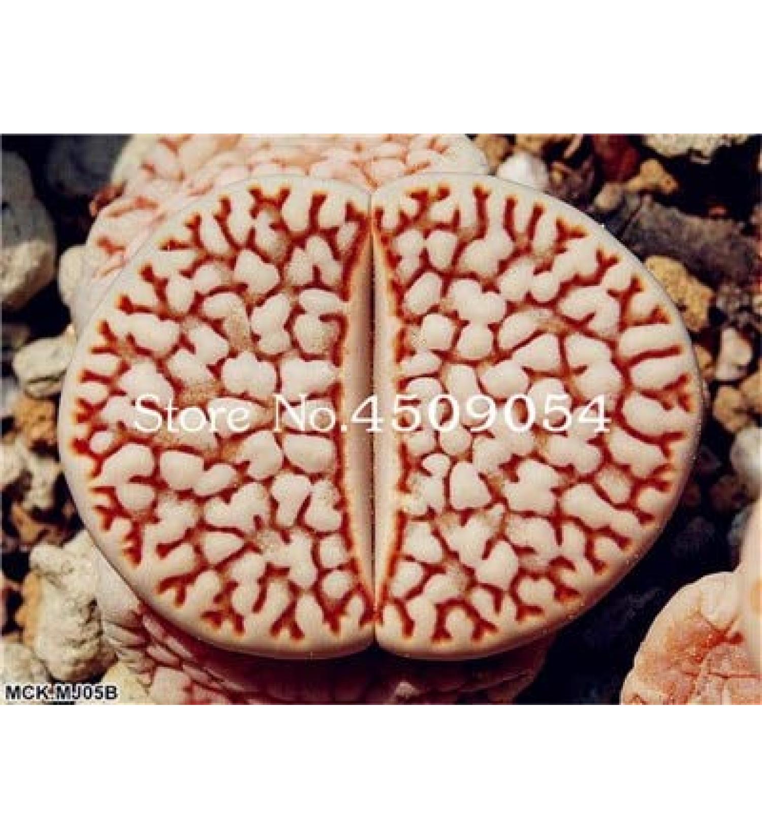 50 st SEEDS Double Tulip Flowers for gardening Yellow 1