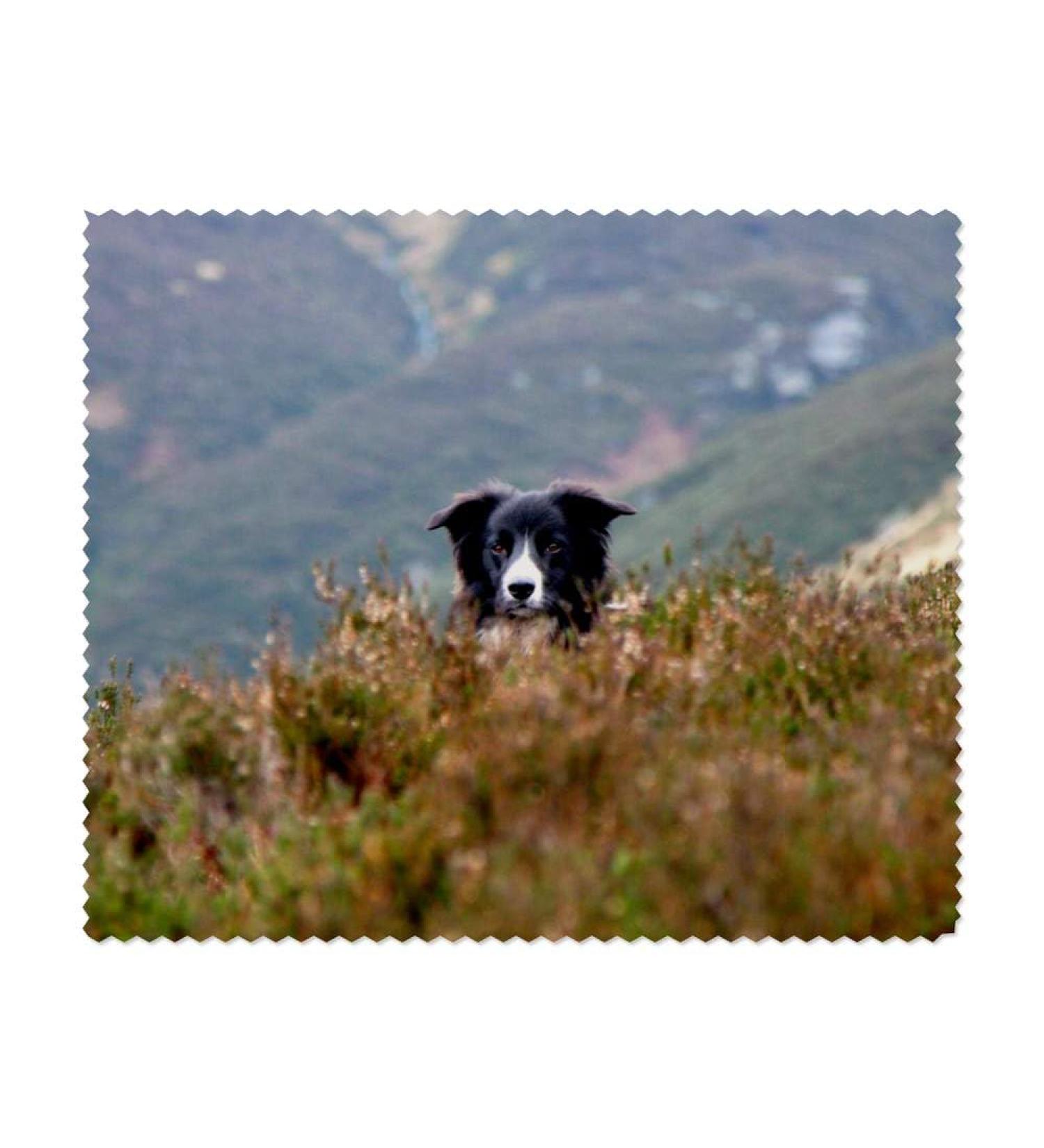 Buy 2 x 'Border Collie in the Bushes' Microfiber Lens Cloths - Perfect for Glasses - Fast International Shipping - Buy Online on GoSupps.com