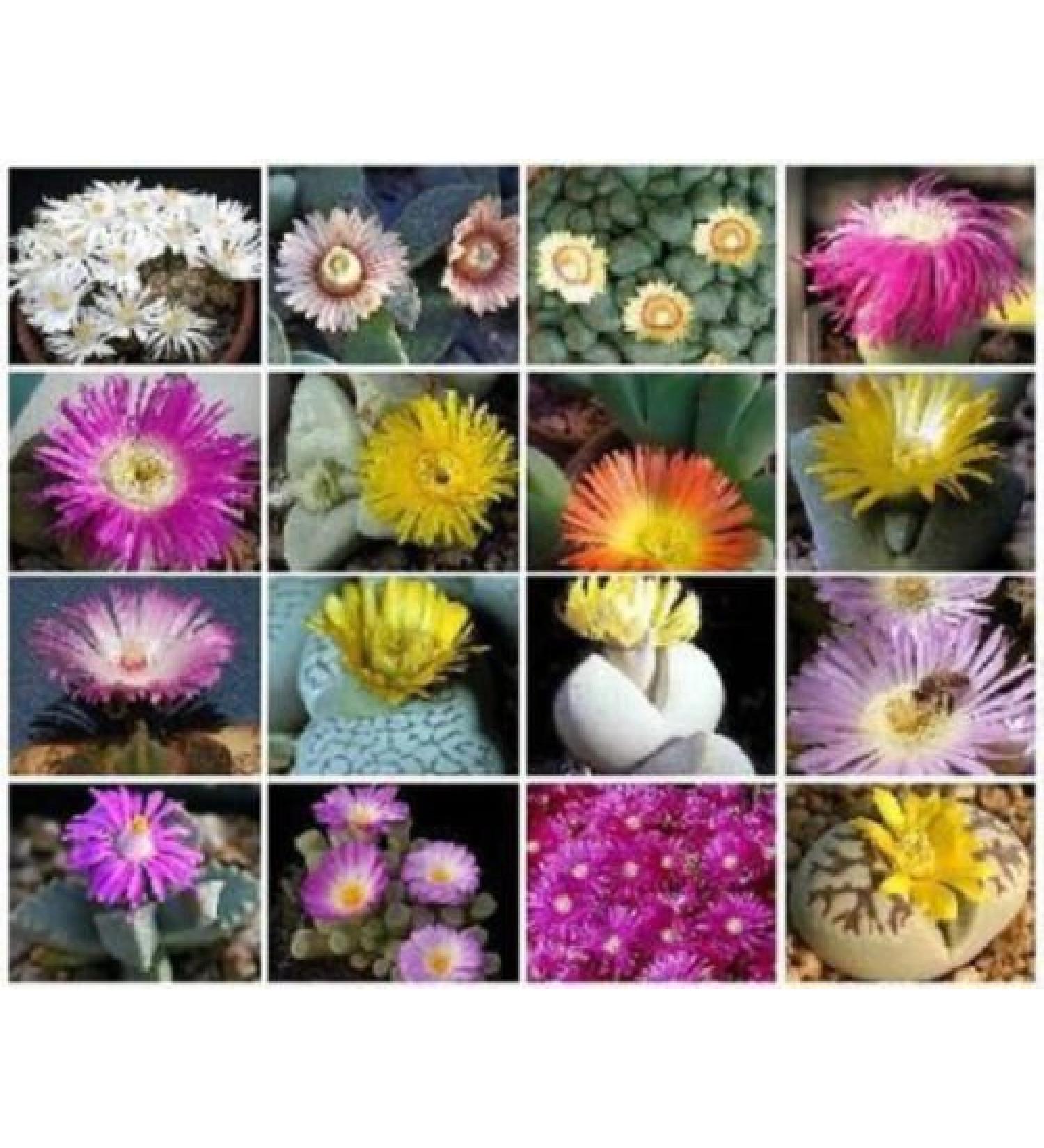 Mesembriantemi VARIET Mix esotico RARA succulenta Cactus vivente Ghiaccio semi di Pietra 50 SEMI