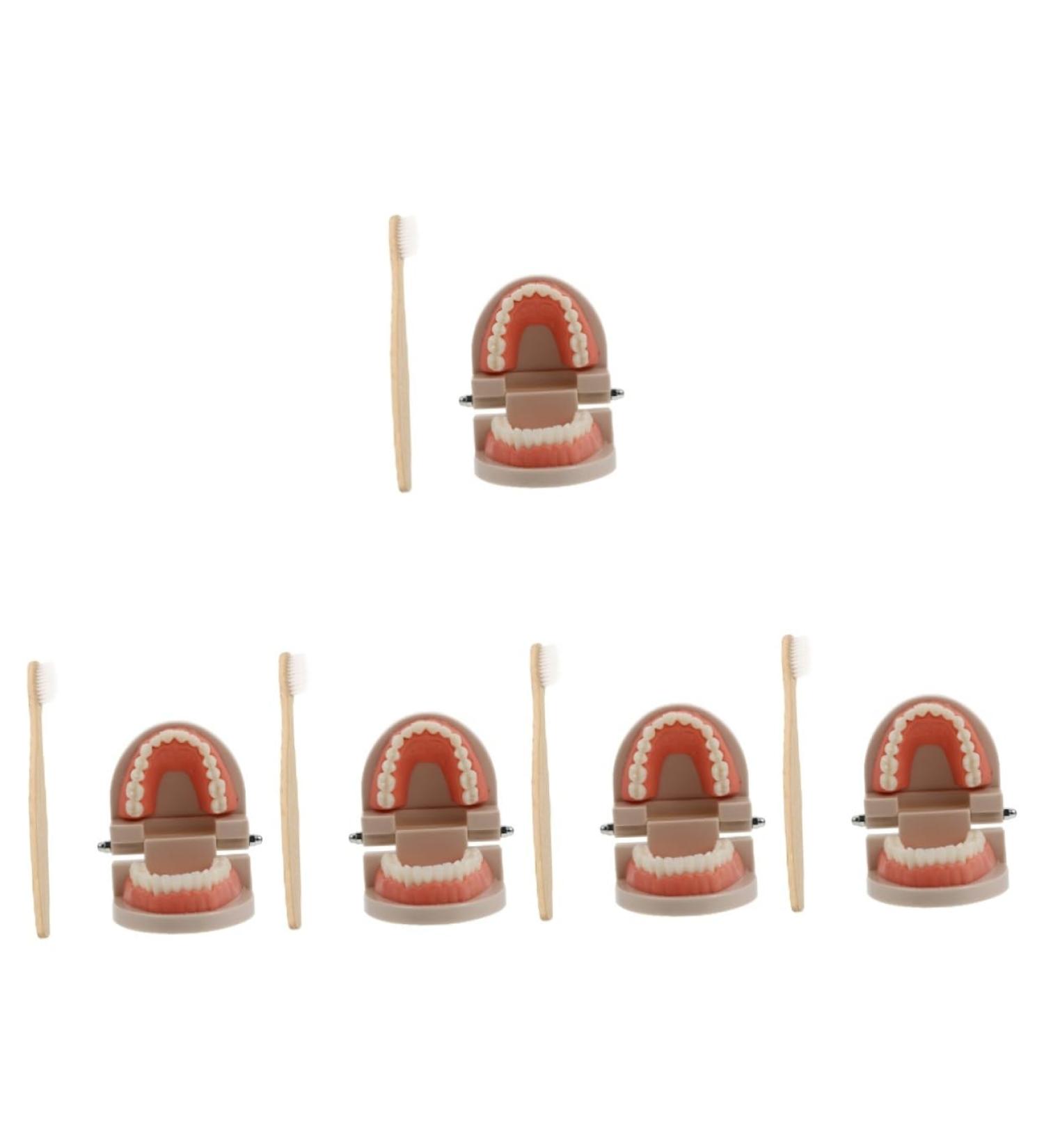 Buy Solustrie Dental Study Model for Kids | Educational Teeth & Oral Cavity Teaching Toy - International Shipping Available - Buy Online on GoSupps.com