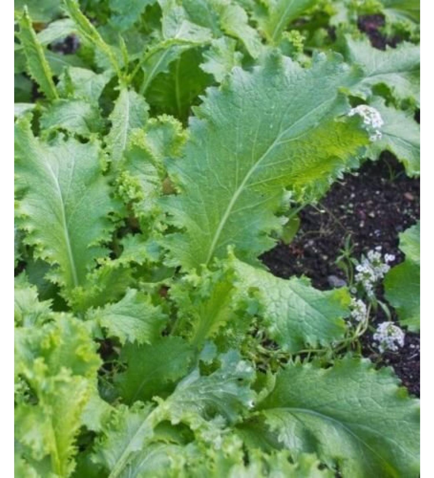 200 + South Giant Curled semi -Organic Mustard Non gm Garden Sprouts - Buy Online on GoSupps.com