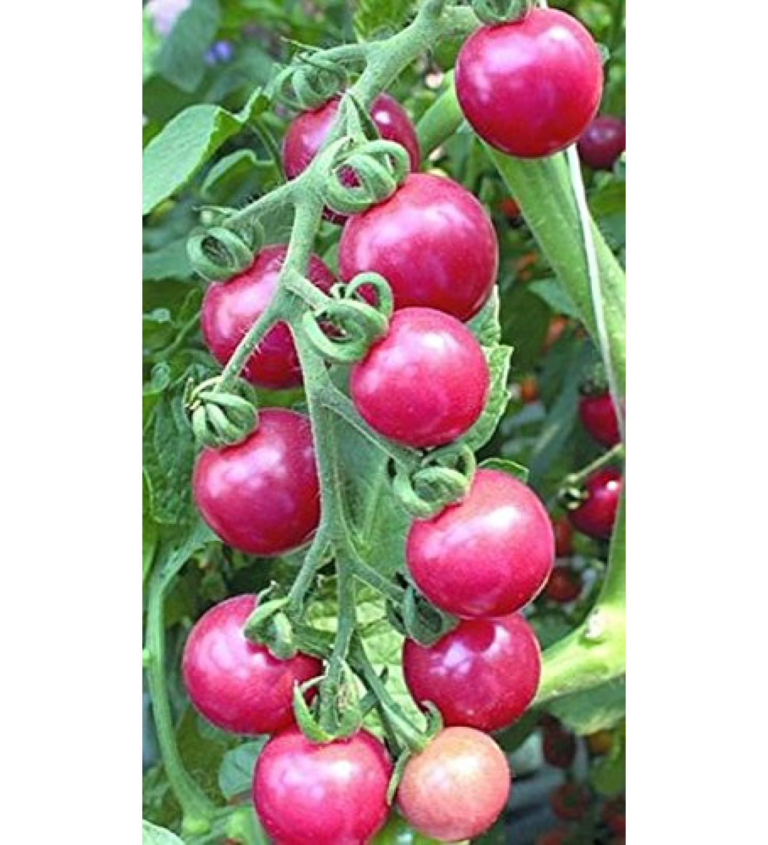 2G / 40 Pink Cherry Tomatoes
