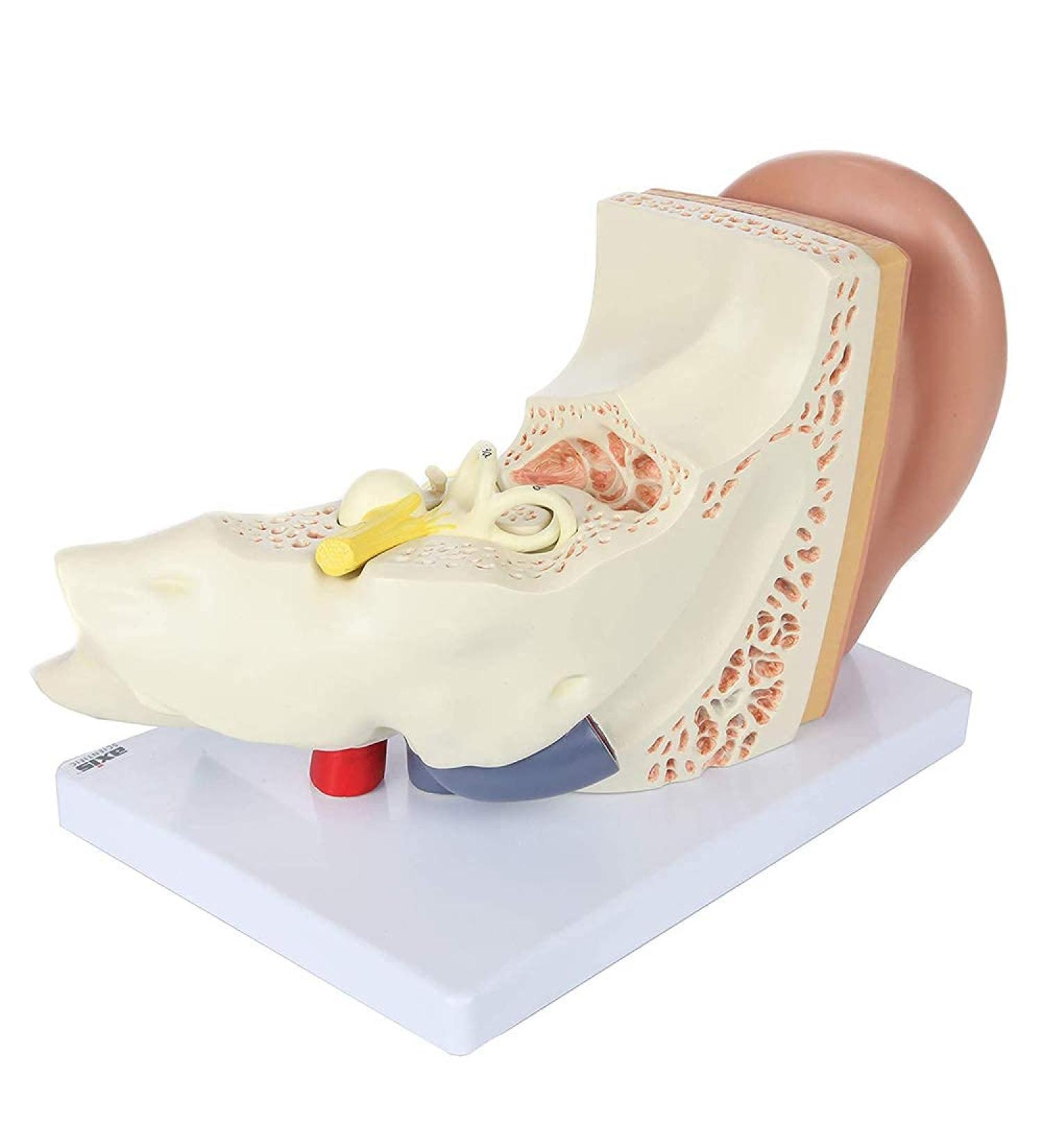 Human Ear Model 5 Times Natural Size Model with 3 Parts Illustrating The Main Regions of The Ear Human Beings Ear Cleaner - Buy Online on GoSupps.com
