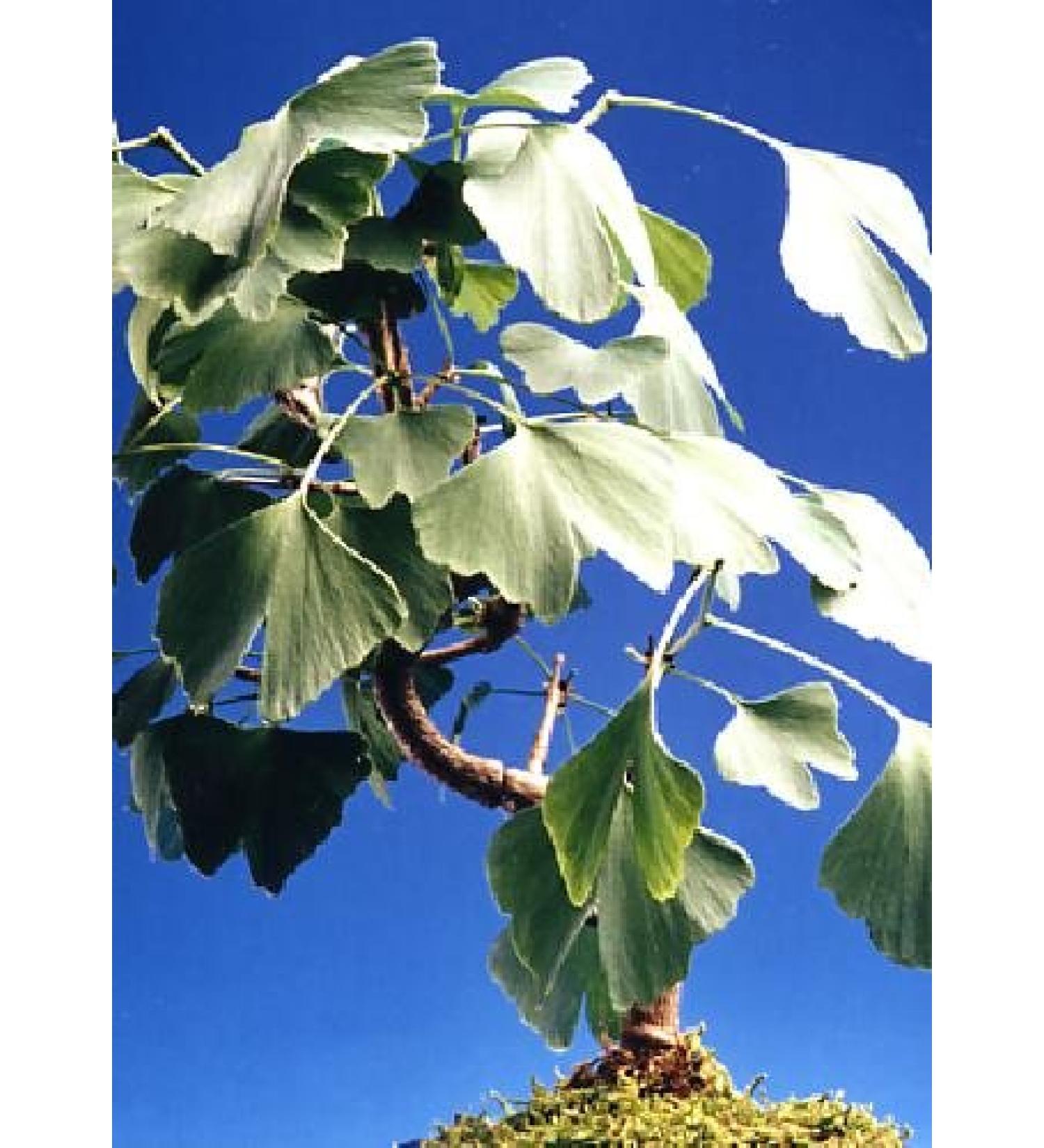 TROPICA - Ginkgo biloba (Ginkgo biloba) - 4 Seeds - Cold-Resistant - Buy Online on GoSupps.com