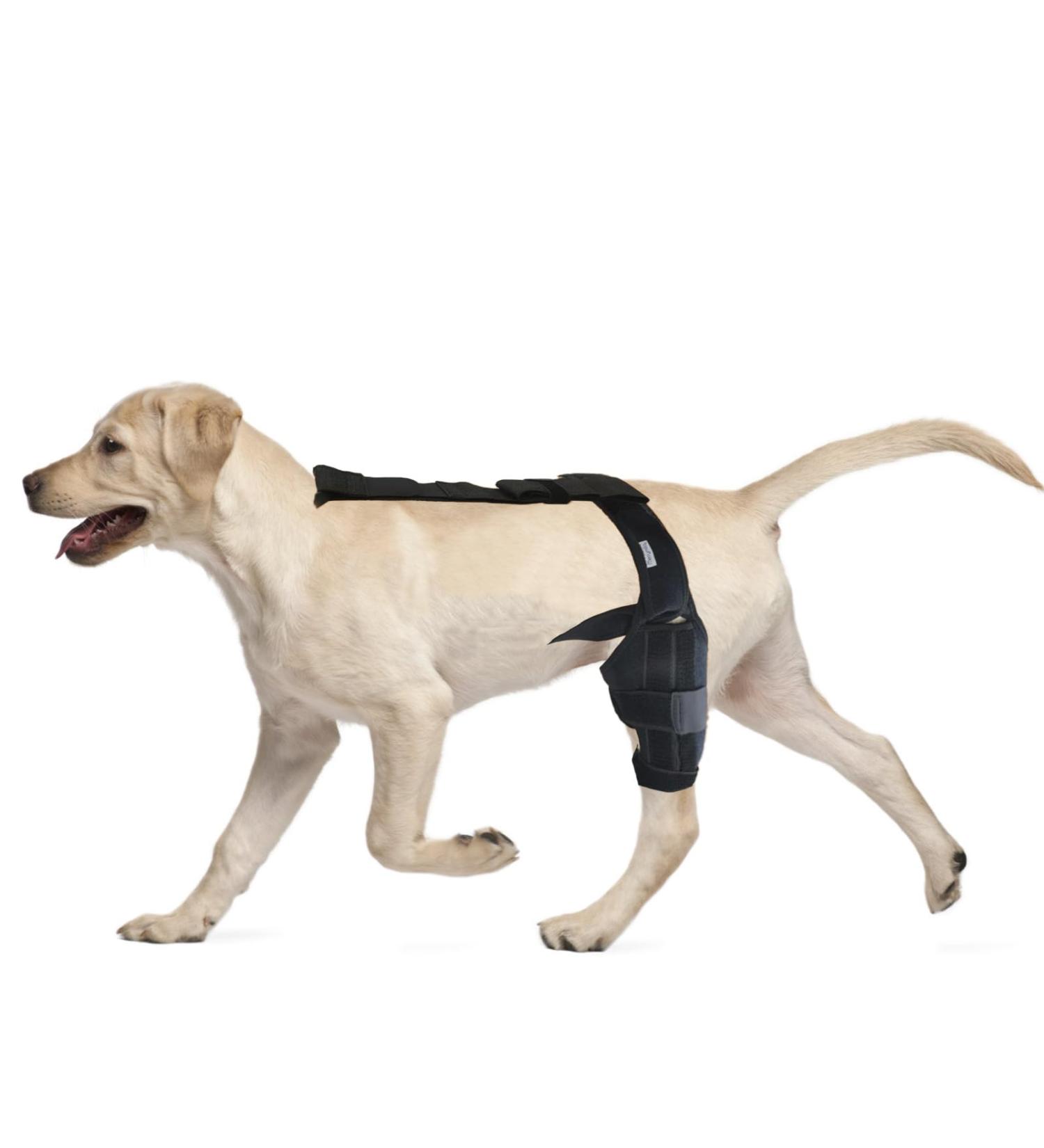 Dog Knee Brace Pet Supplies Dog ACL Knee Brace for Pet Recovery Dog Leg Braces Adjustable Dog Rear Leg Braces for Support with Cruciate Ligament Injury Dysplasia Osteoarthritis (S) - Buy Online on GoSupps.com
