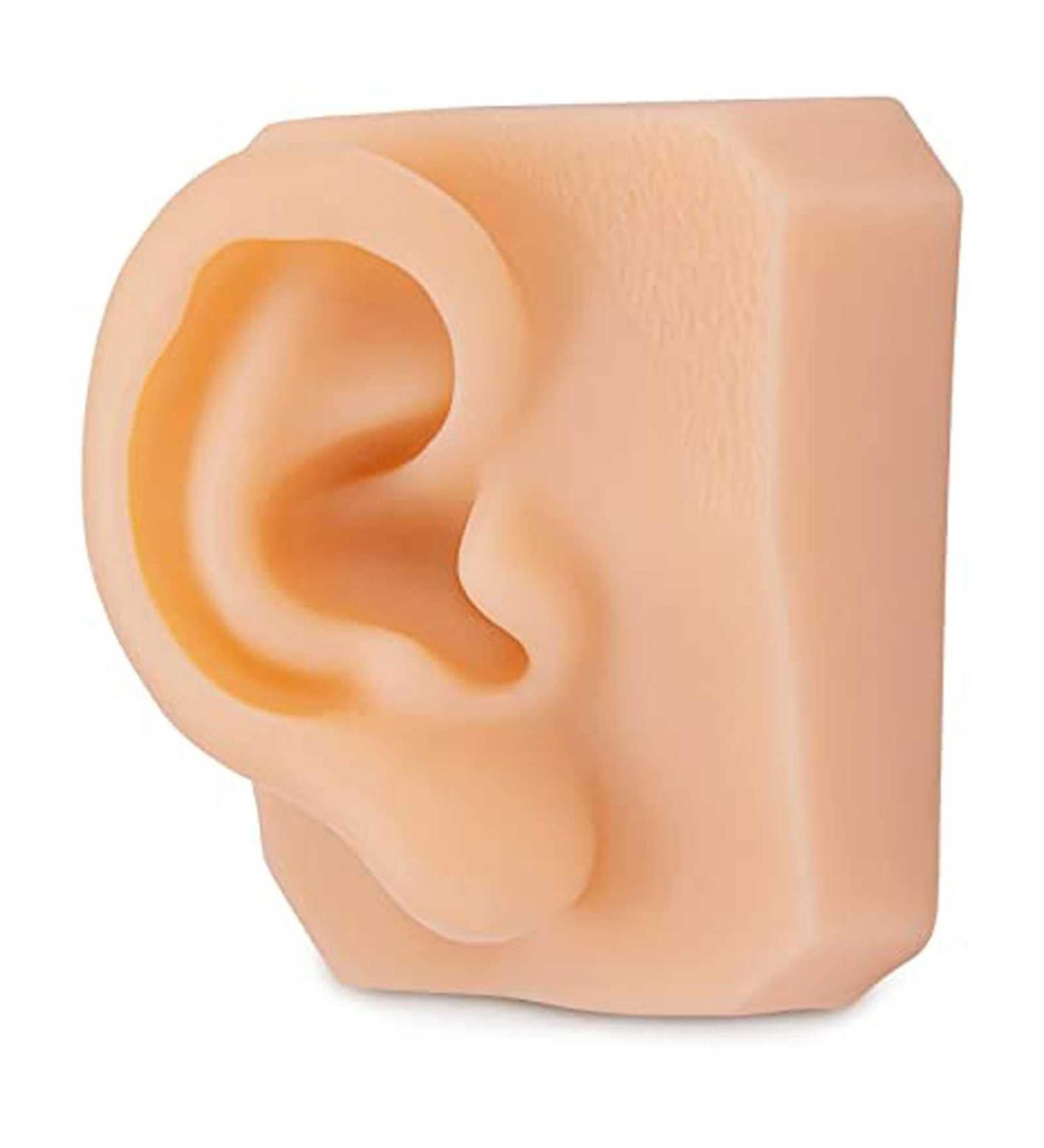 Life-Size Human Ear Silicone Model for Training and Education Display - Buy Online on GoSupps.com