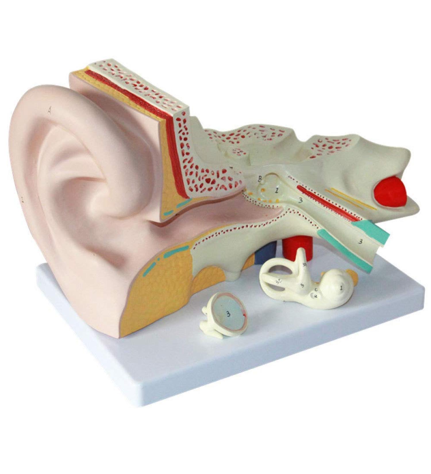 Anatomical Human Ear Magnification Model Removable Ear Texture Ear Template Labyrinth Suitable for Medical Teaching - Buy Online on GoSupps.com