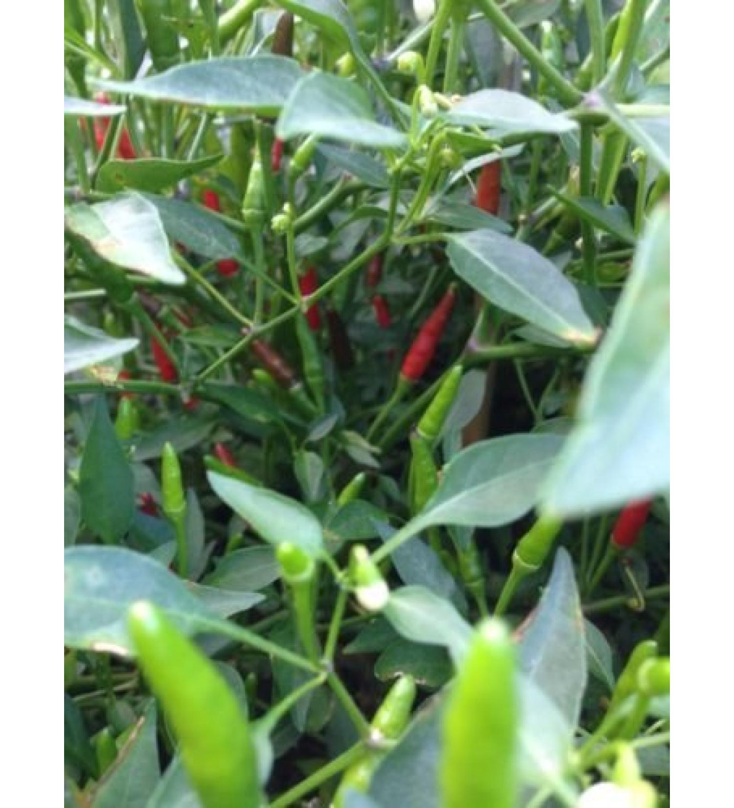 Thai Sun Hot Pepper 30 ++ sementi biologiche molto raro Pepe!
