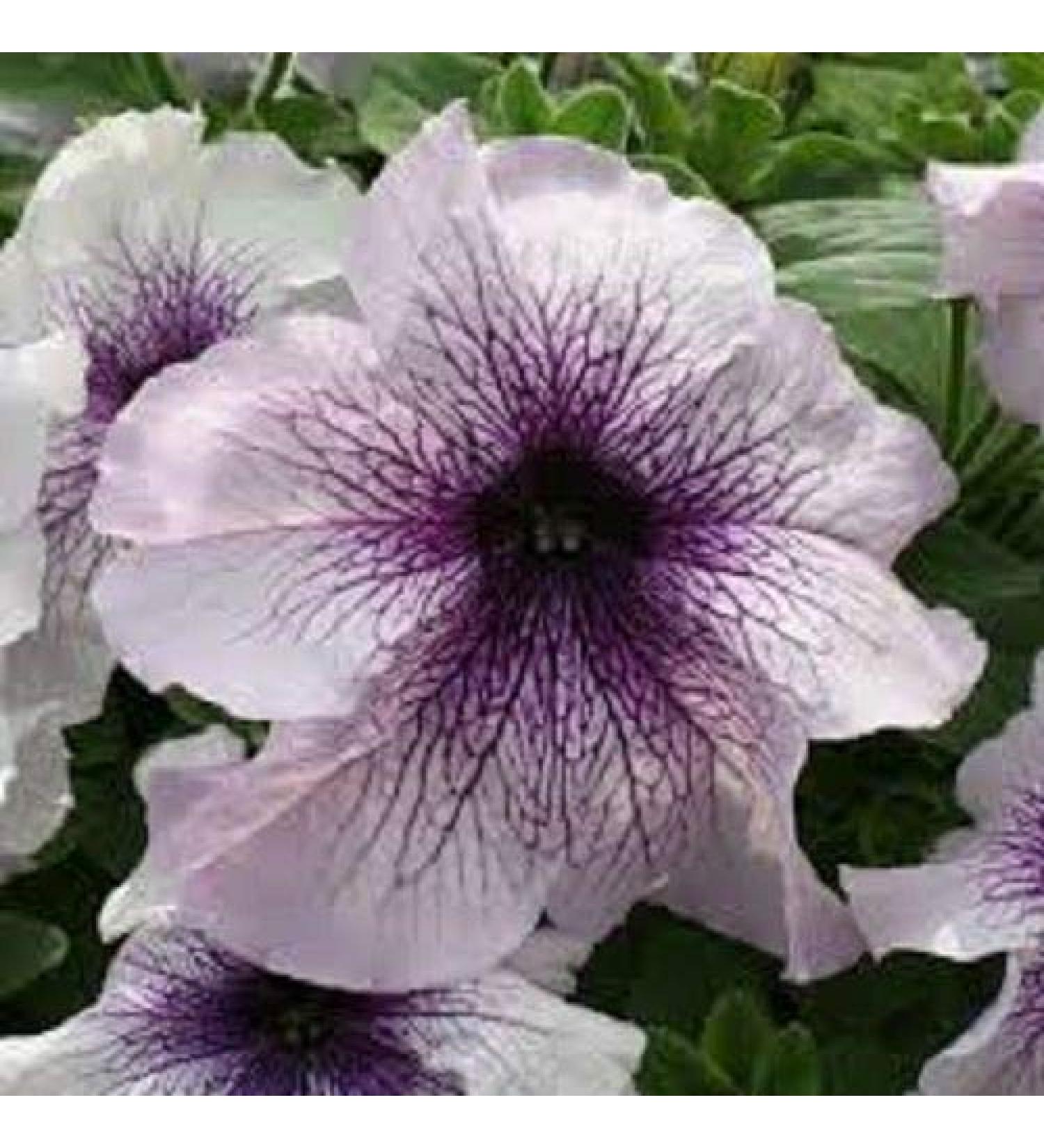 30 + Semi/Pack Petunia Grandiflora Prism Blackberry Sundae Semi di fiori/Annuale