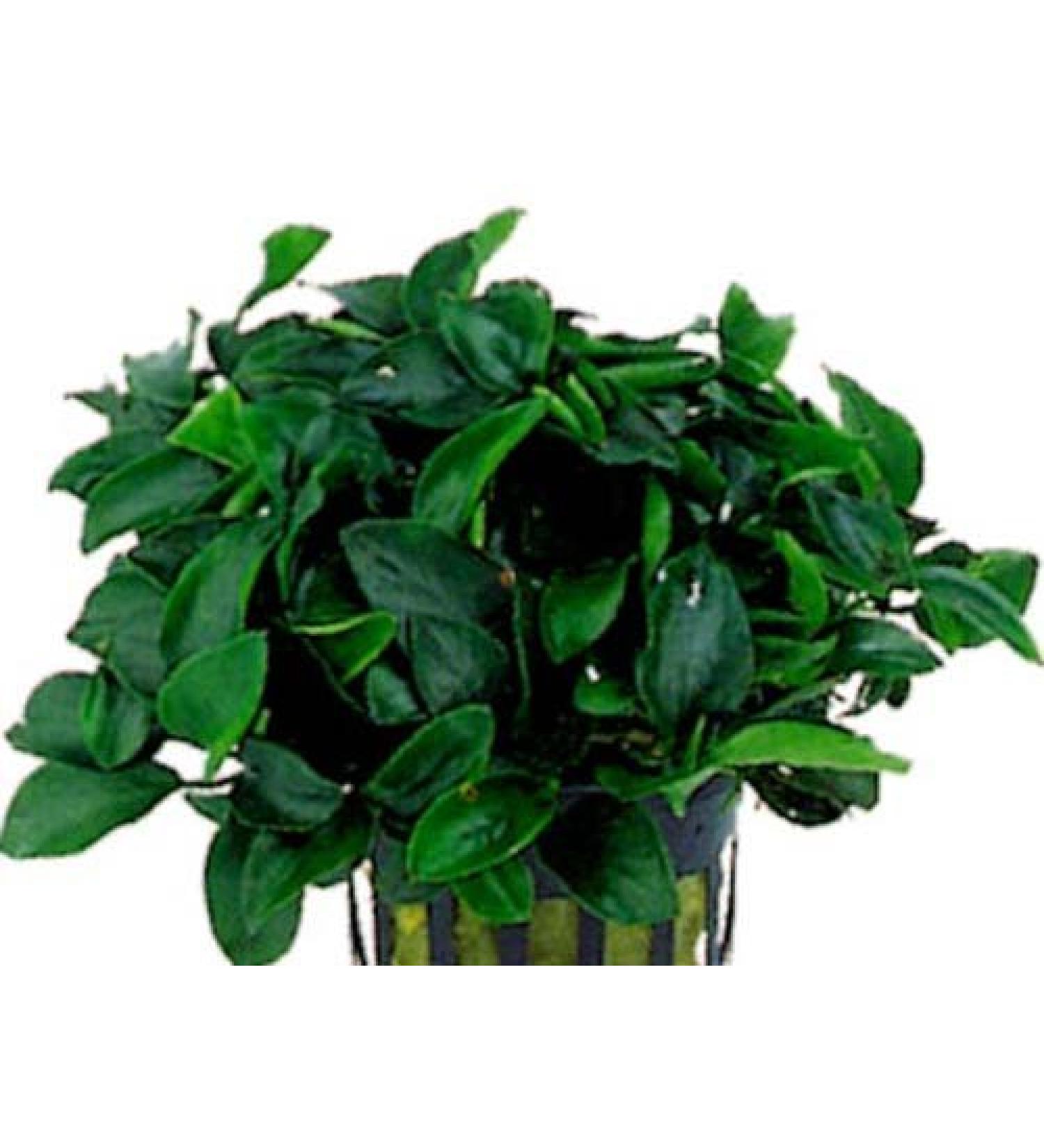 Anubias Nana Mini - Live Aquarium Plant