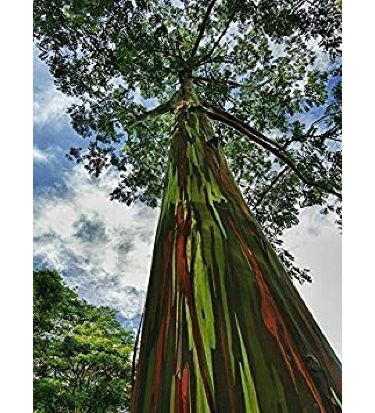 Germinazione I Semi di eucalipto: 500 deglupta Semi. Arcobaleno Eucalyptus Gum Mindanao Semi rari