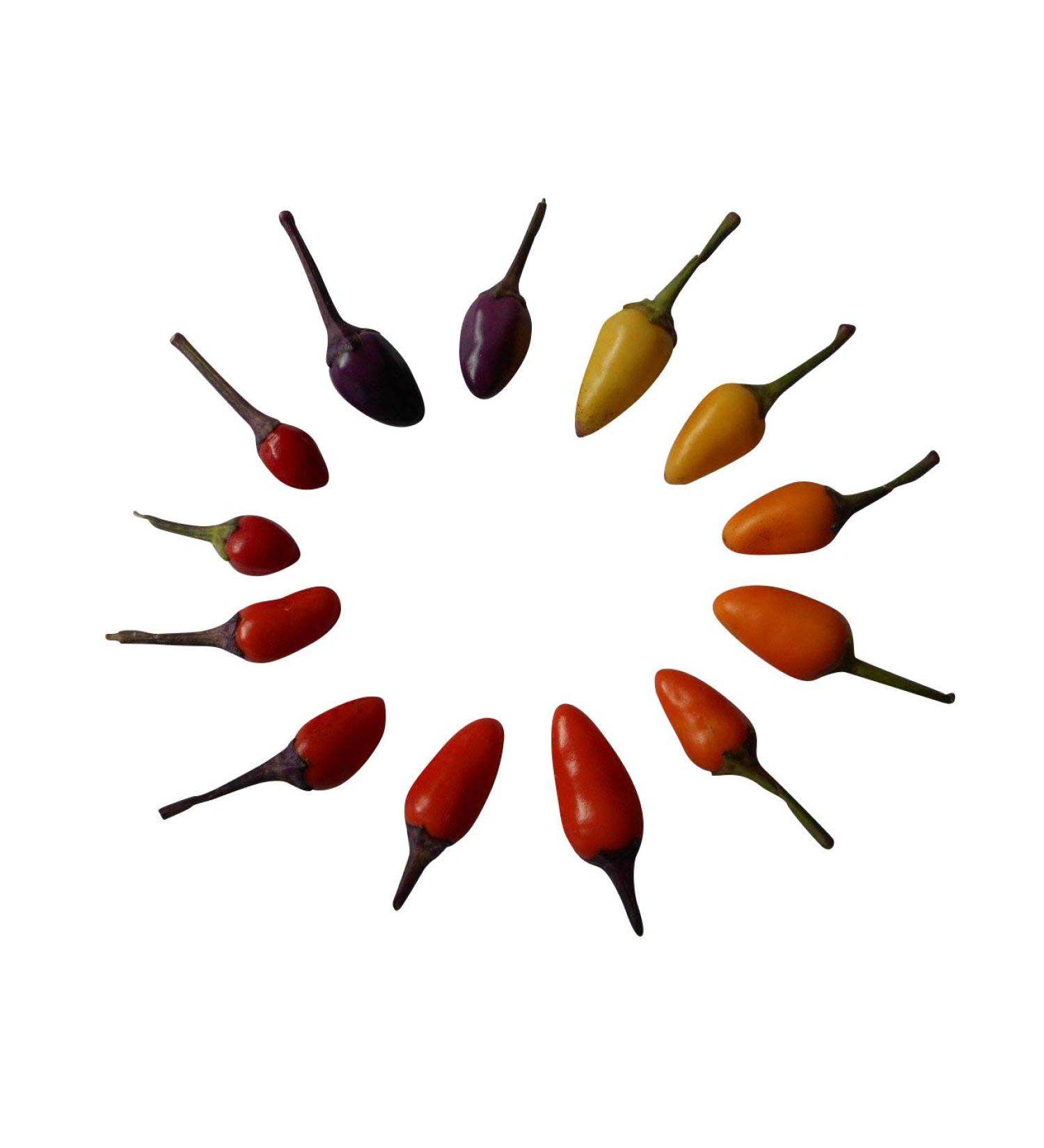 50 semi boliviana Arcobaleno Hot Pepper -Bulk-