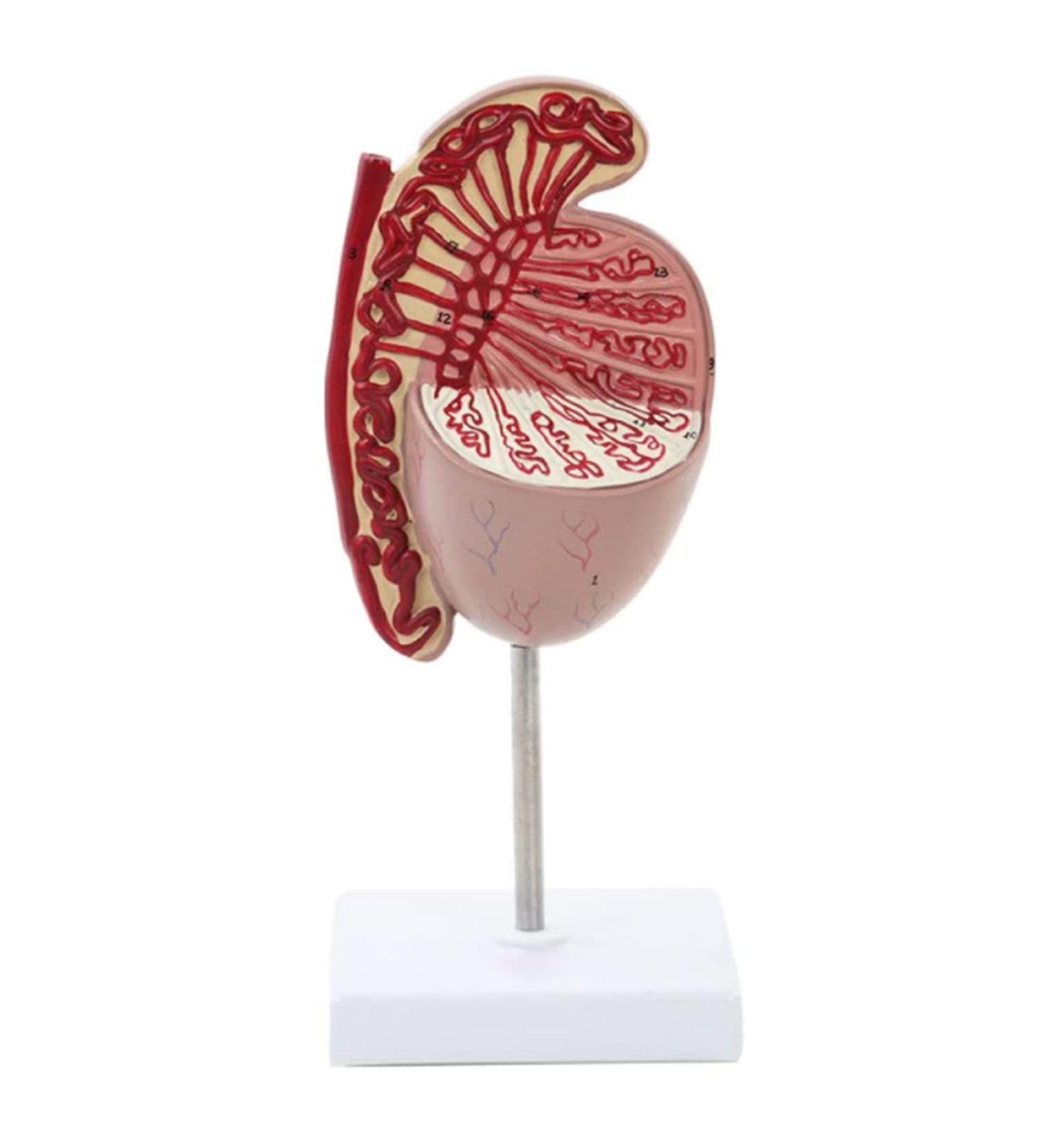 SGSHQ Quoto Modell: Expert Urology & Andrology Reproductive Health Training Model for Sperm & Semen - Enhance Medical Education - Buy Online on GoSupps.com