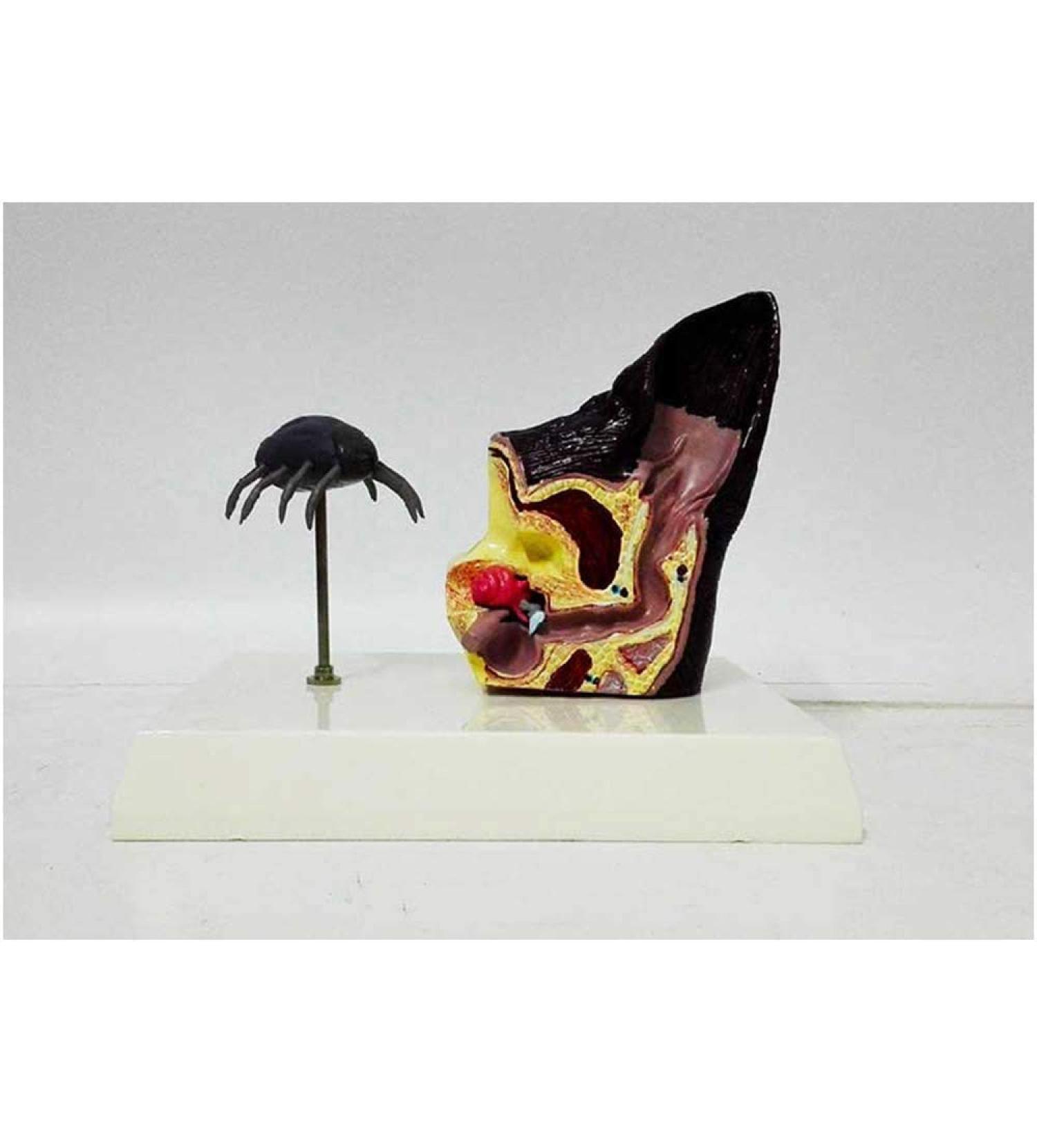 Eanin Ear Model Educational Model Pathological Dog Ear Organ Model Anine Ear with Bring Dog Flea Animal Organ Model Medical Teaching Model - Buy Online on GoSupps.com