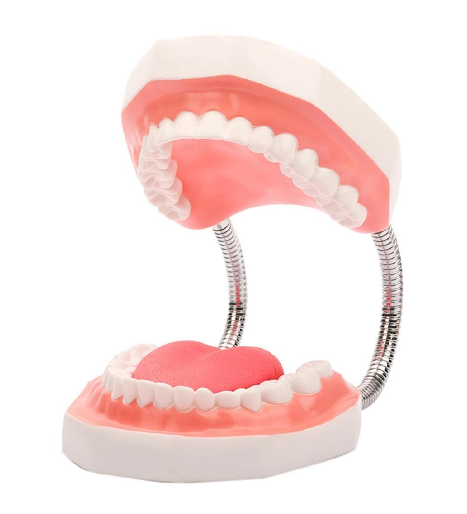 Foragrl 6x Enlarged Teeth Mouth Model | Metal Hinge | Complete PVC Speech Therapy Tool with Removable Tongue - Easy to Use for International Shipping - Buy Online on GoSupps.com