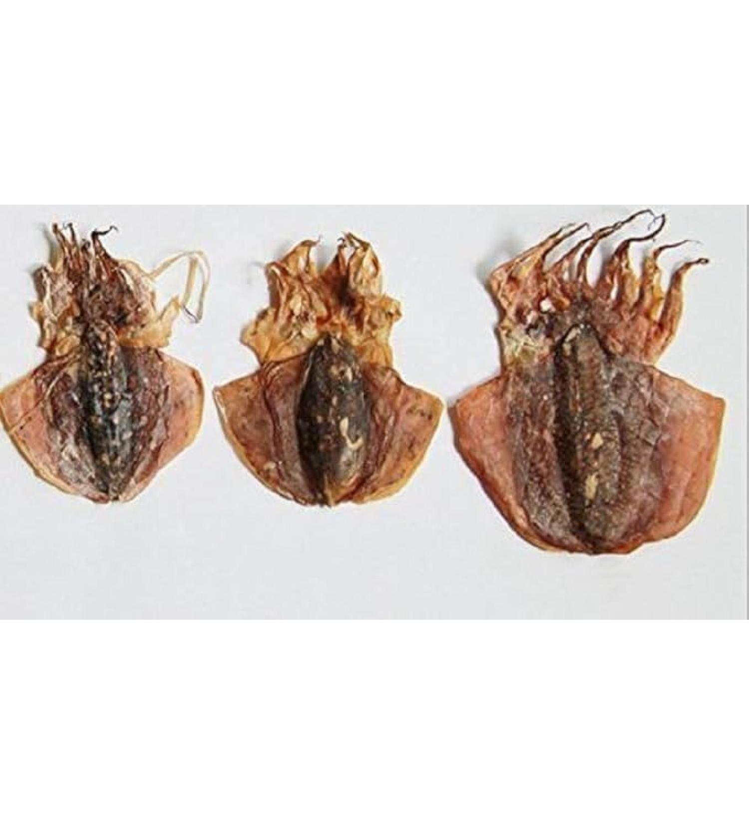 WENXUANSU: 1 Pound (454 grams) Dried seafood small-sized cuttlefish from South China Sea - Buy Online on GoSupps.com