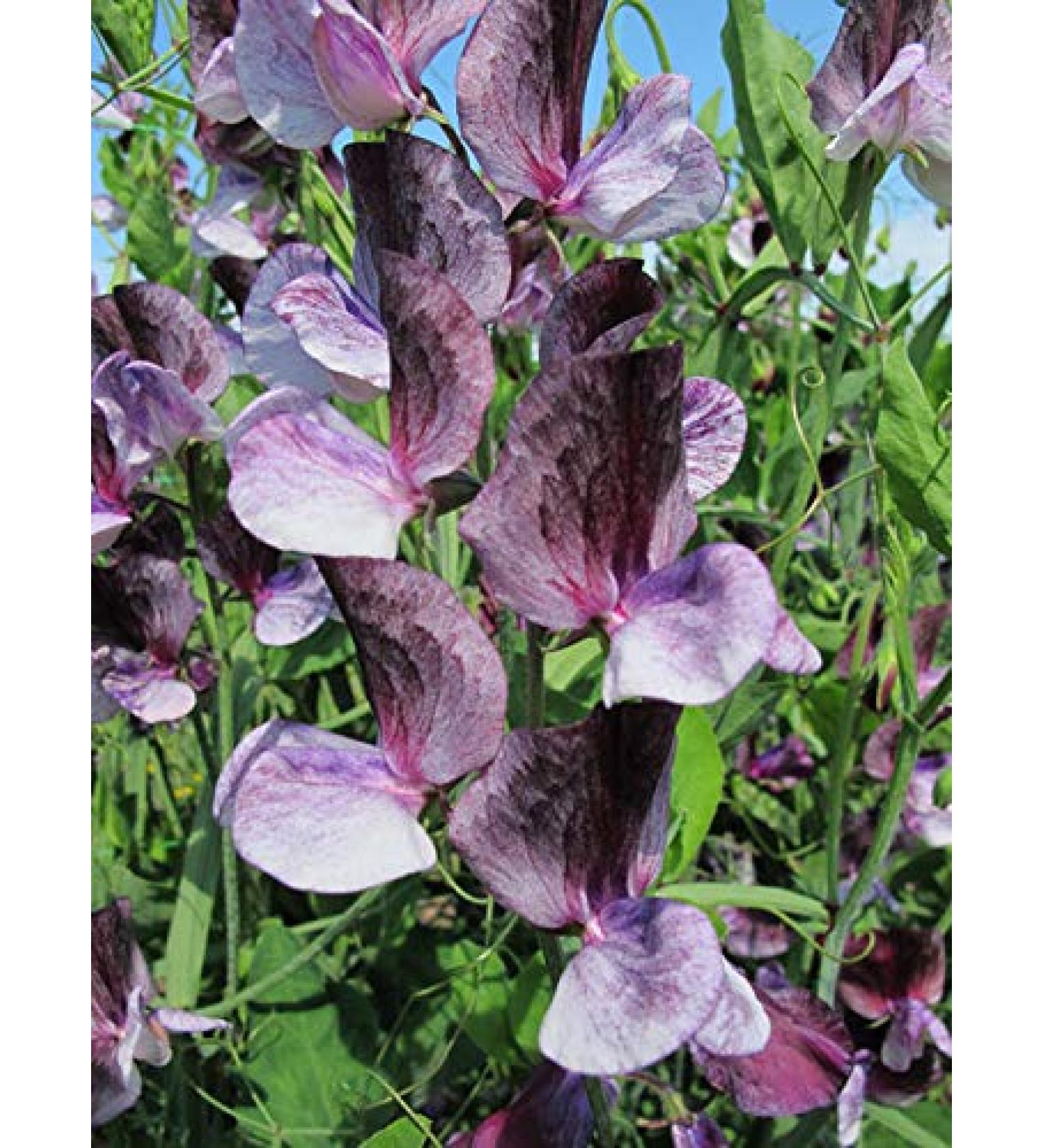 Sweet Pea - Heirloom - Senatore - 400 Finest Semi Bulk