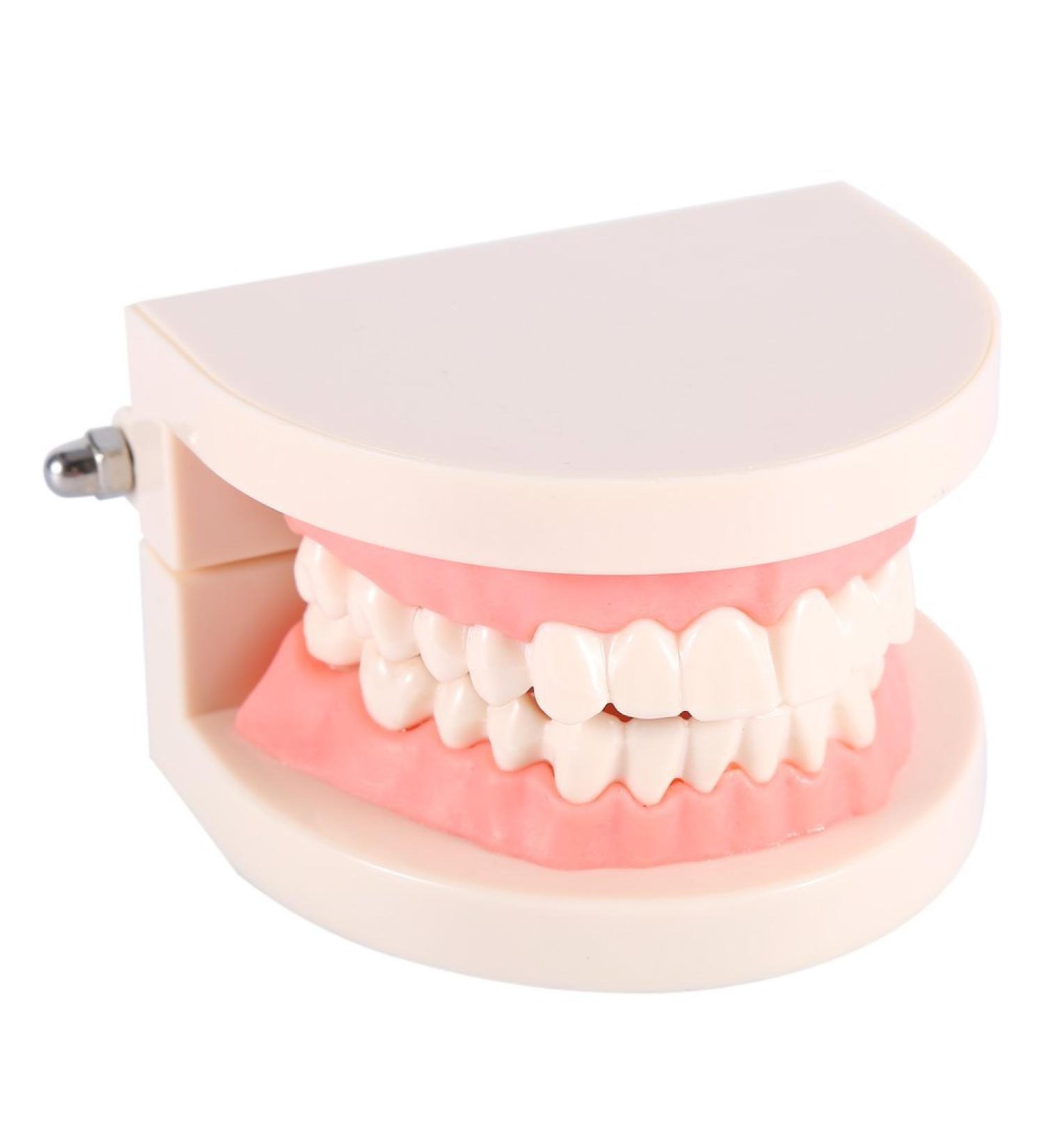 Tooth Brushing Model for Kids - 1Pc PVC Dental Teaching Aid for Effective Tooth Brushing Demonstration - Buy Online on GoSupps.com