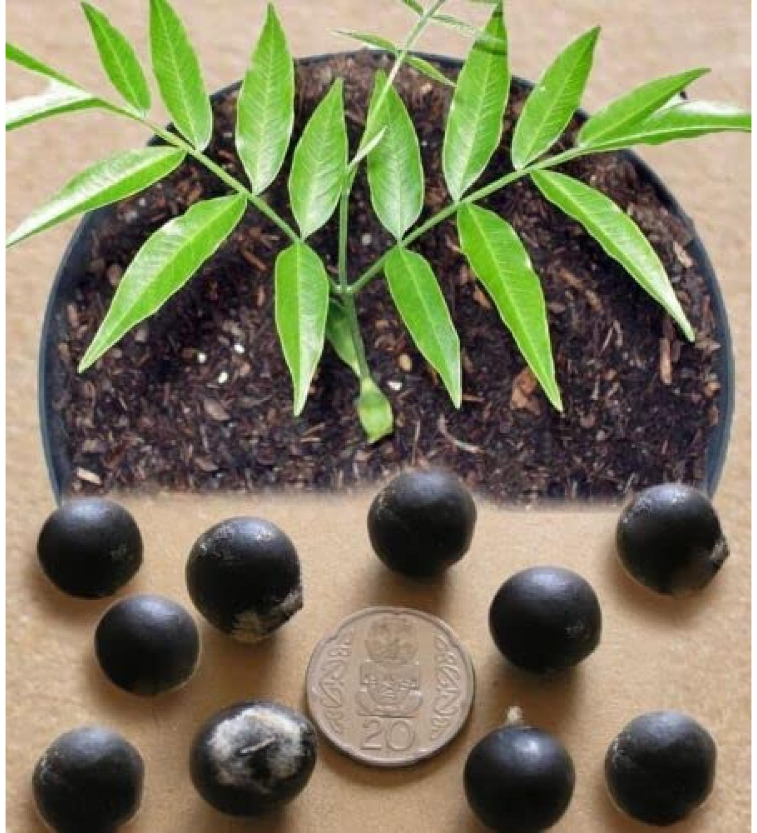 5 Soapberry Tree Seeds Sapindus Mukorossi